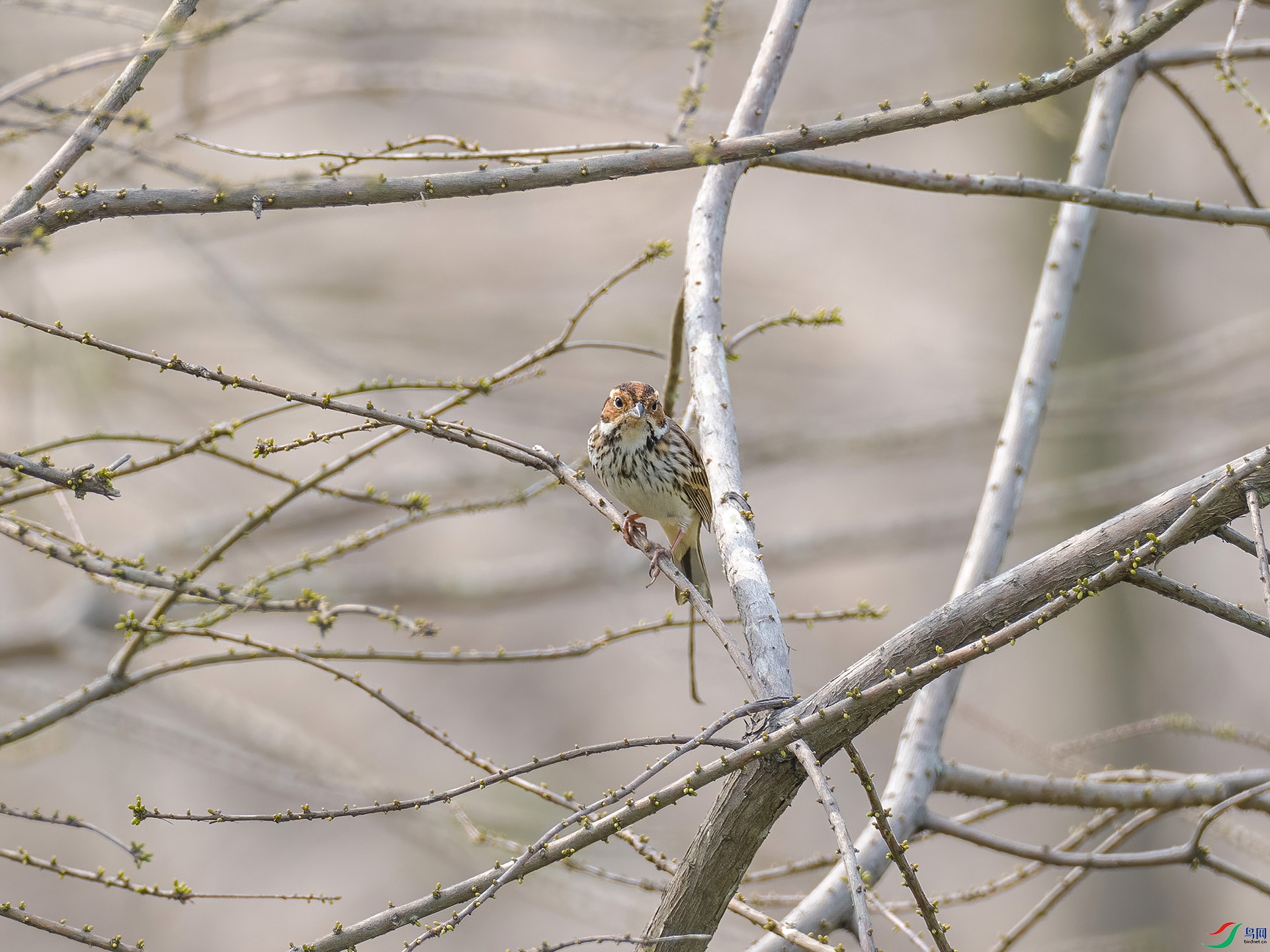 P3258519-DeNoiseAI-standard.jpg