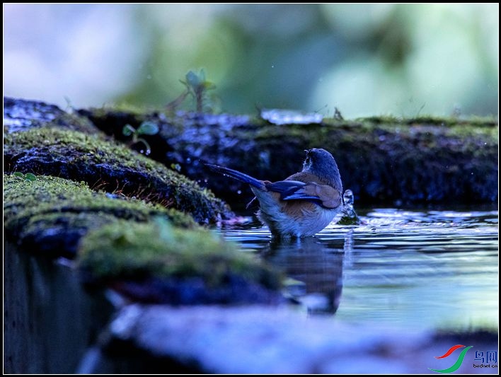 ����ϣ��