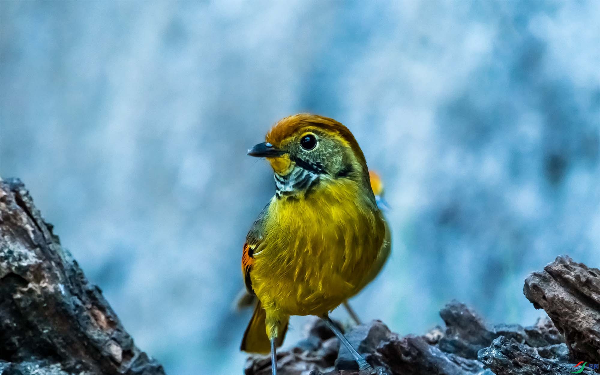 �ߺ�ϣ��