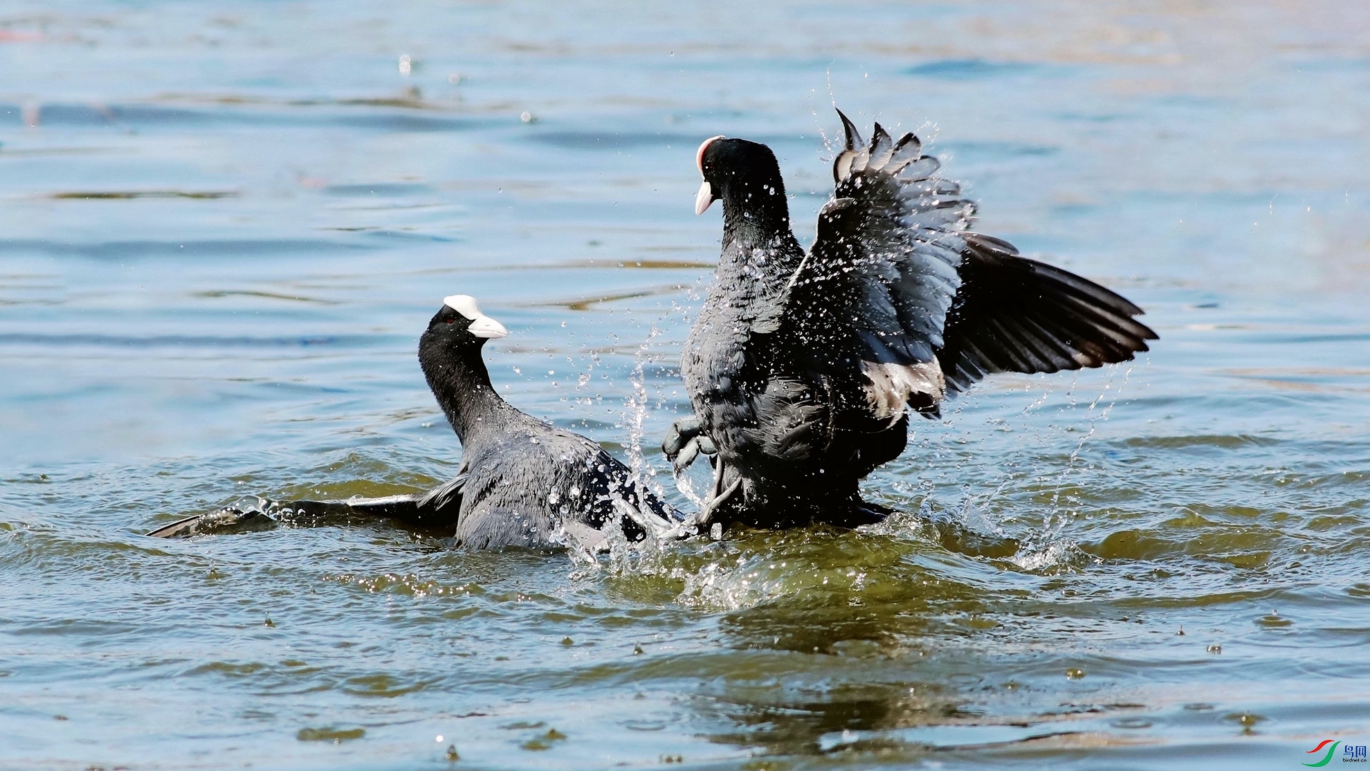 ���䲻�� ���䲻��