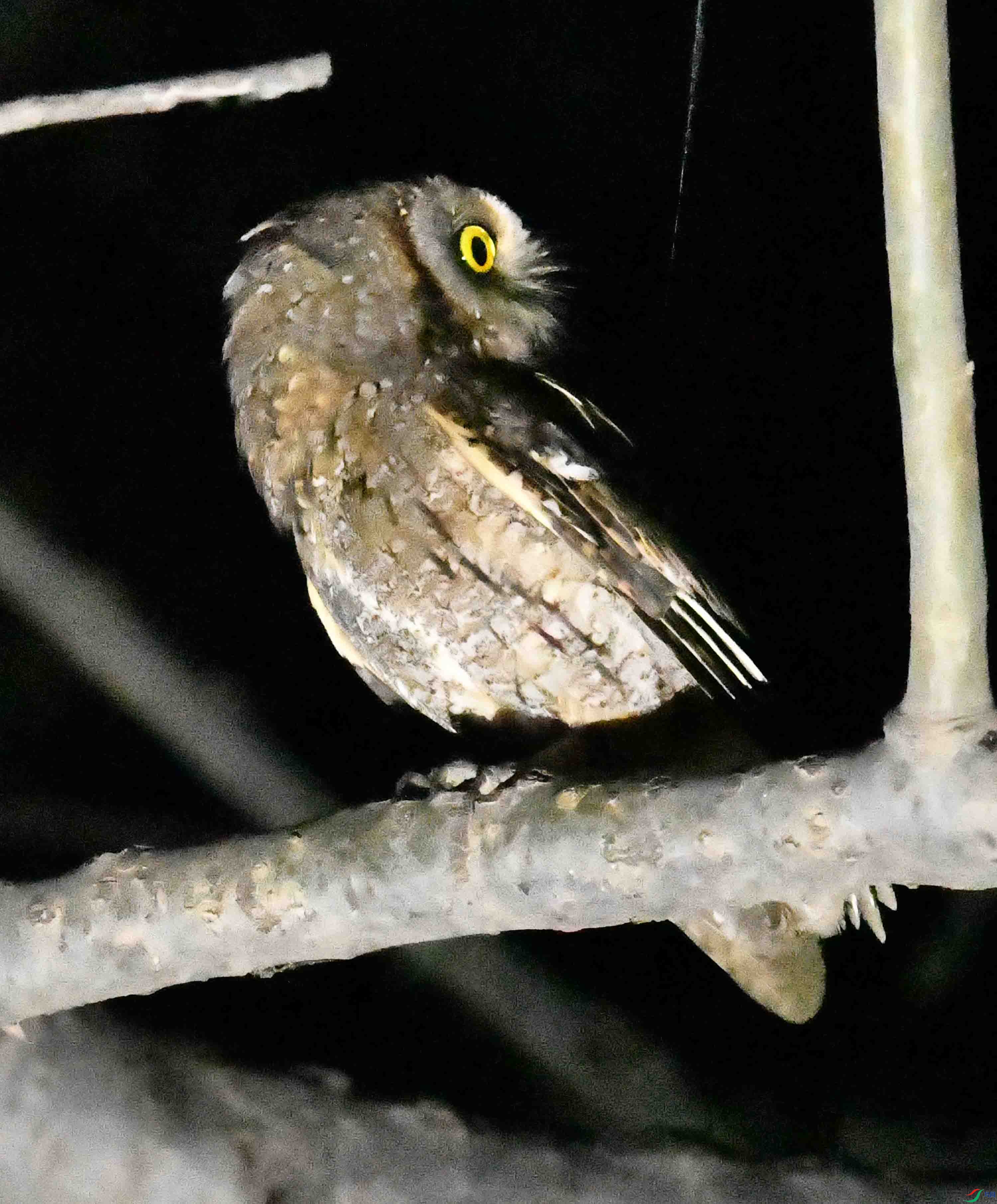 DSC_4690.JPG