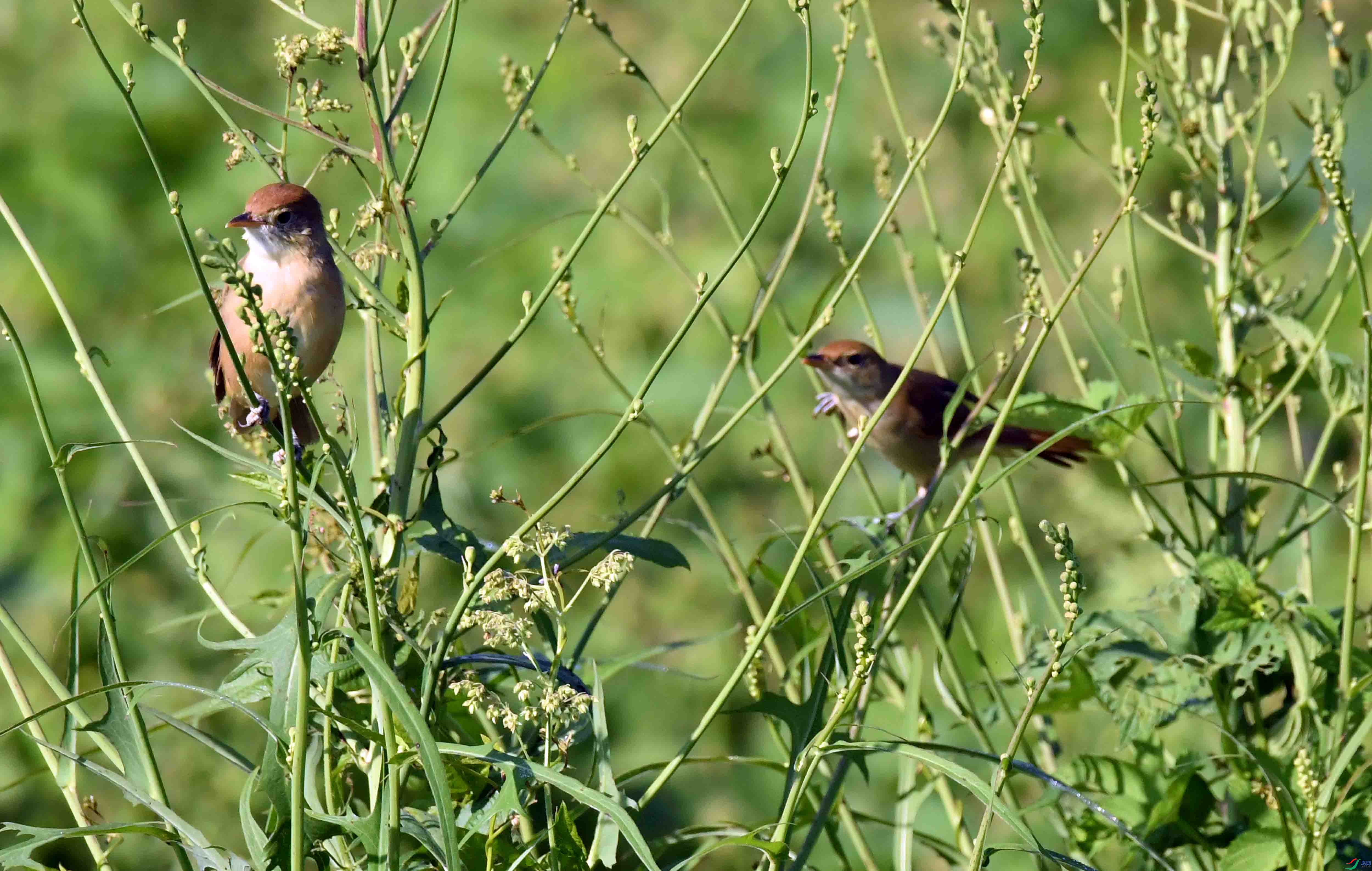 DSC_8477.JPG