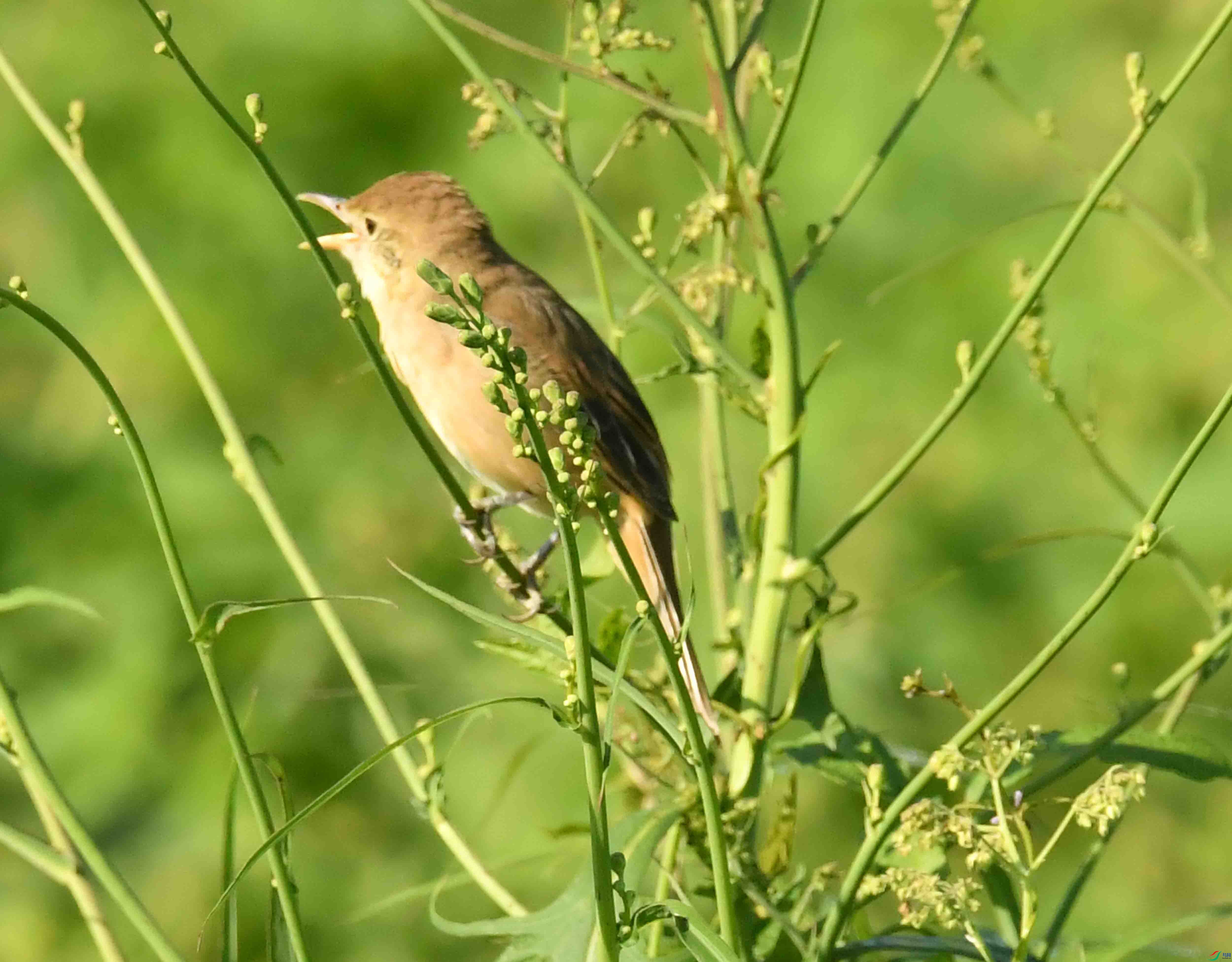 DSC_8502.JPG