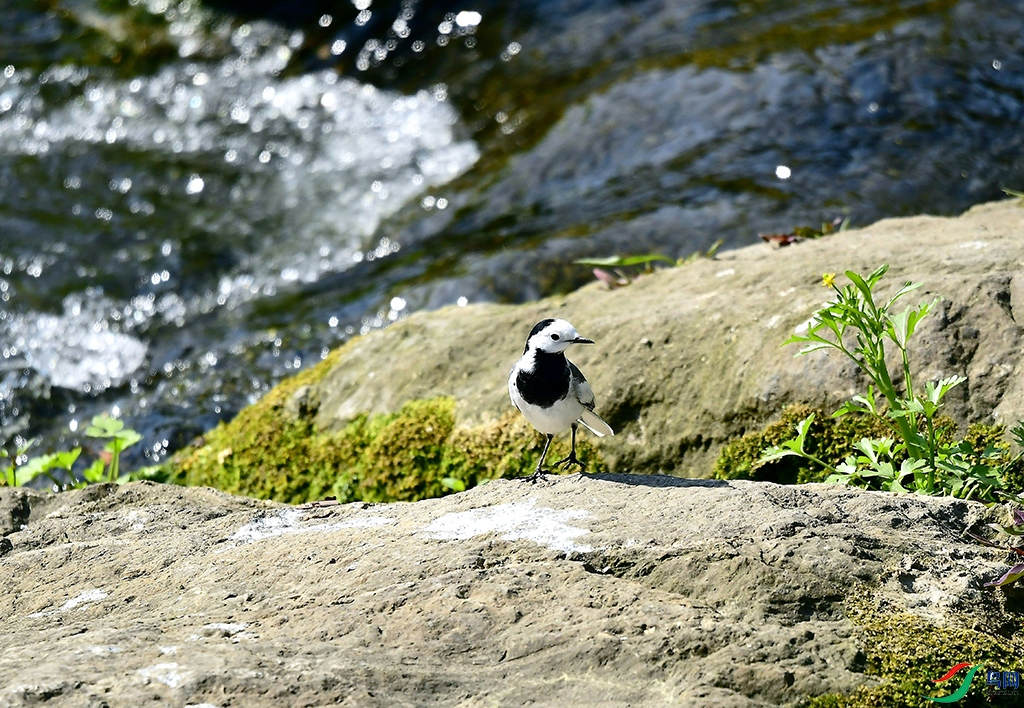_DSC4365.jpg