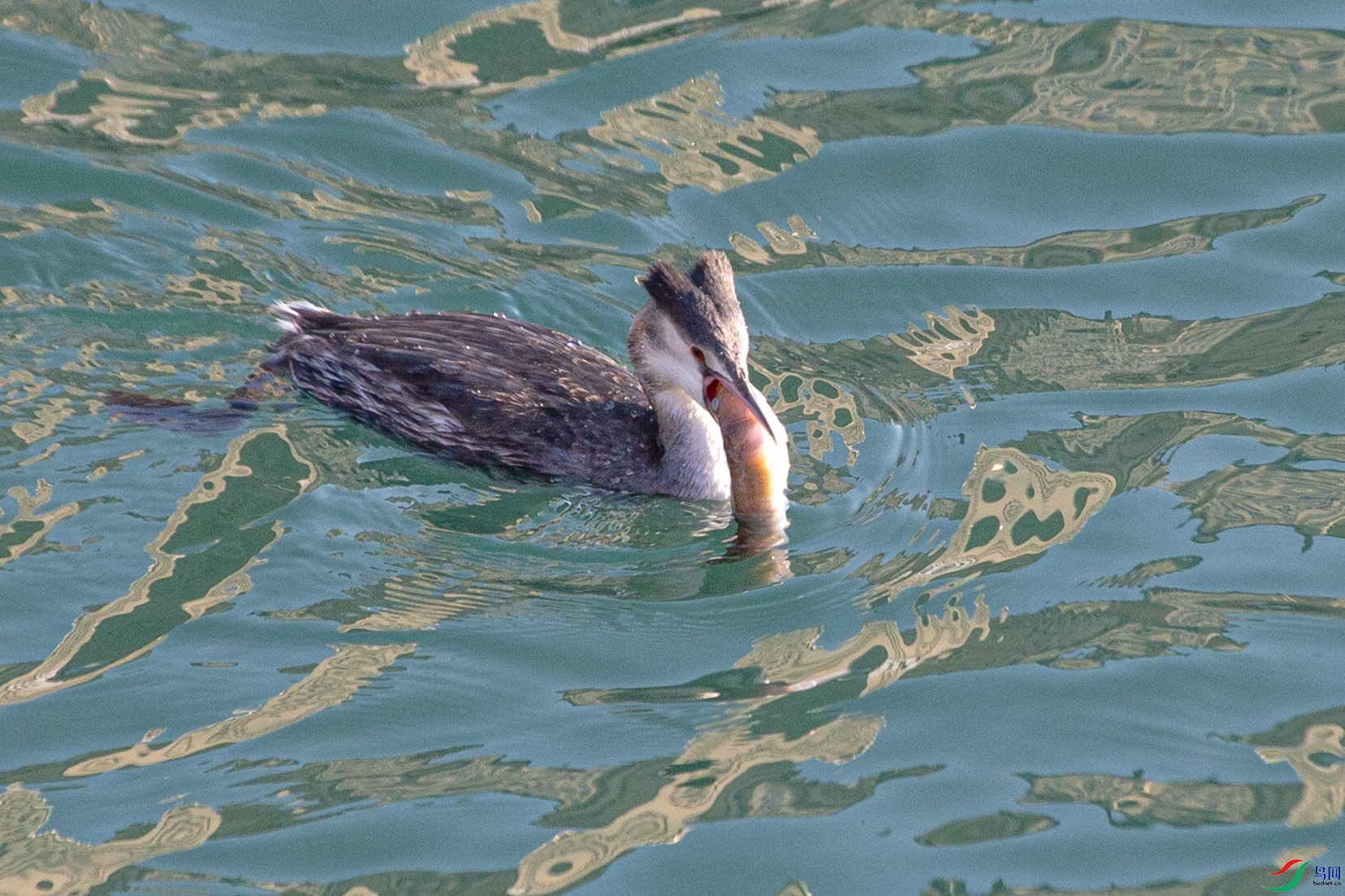 _MG_6005 ���� 2.jpg