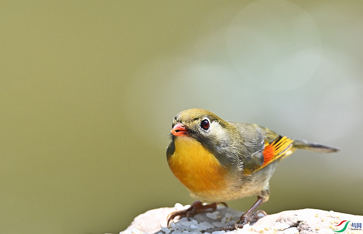 DSC_6956.JPG