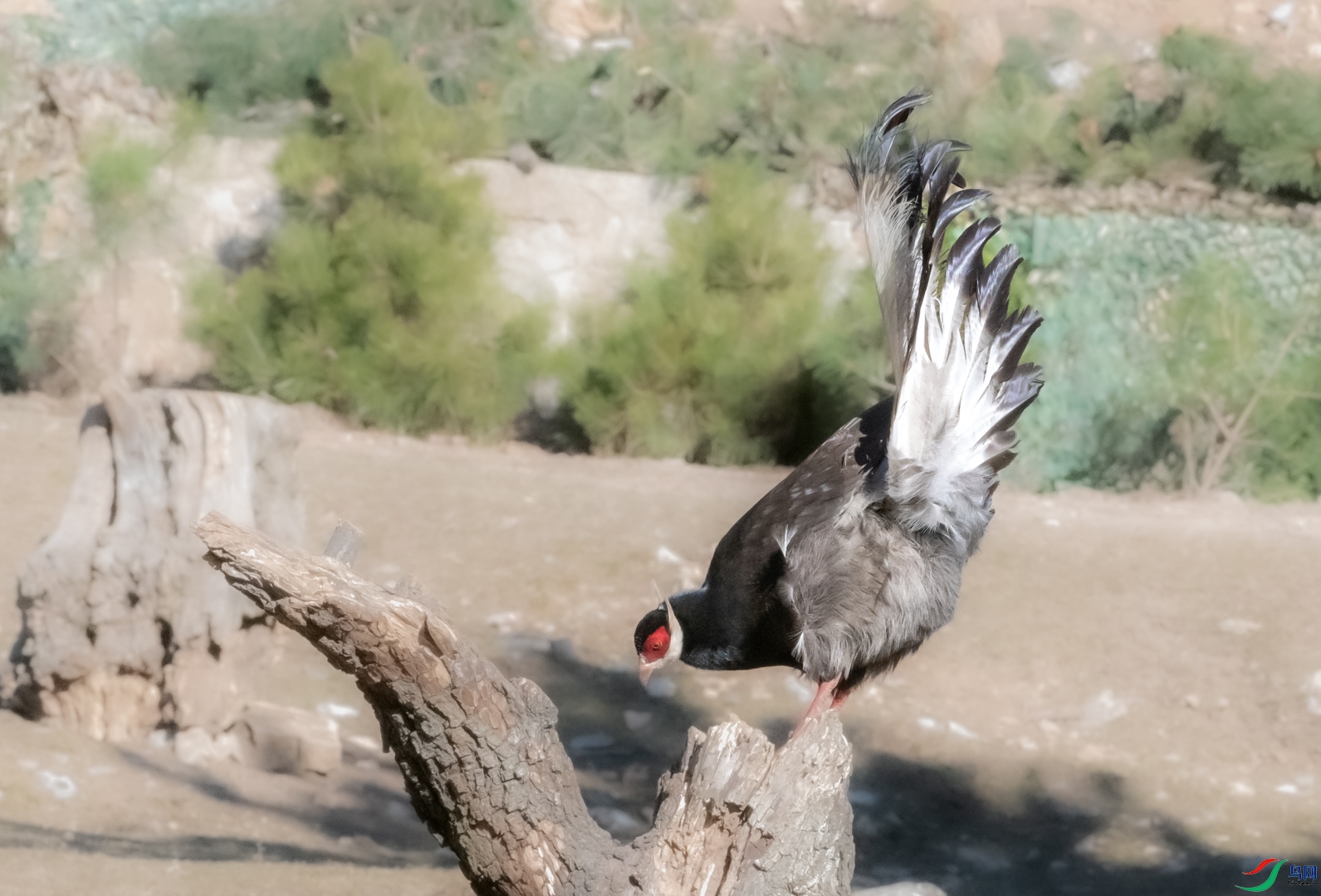 DSC_4215.jpg