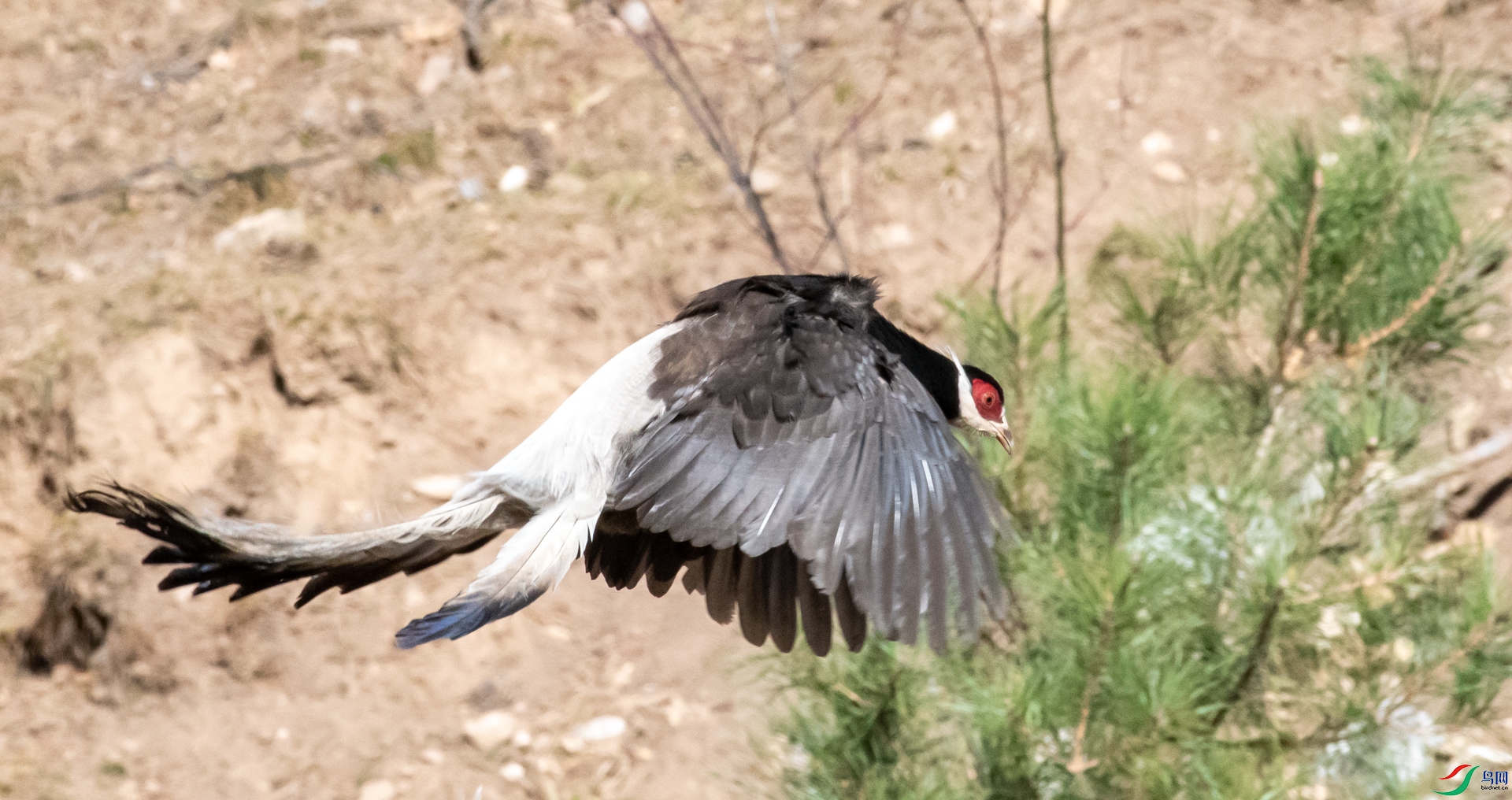 DSC_4597.jpg