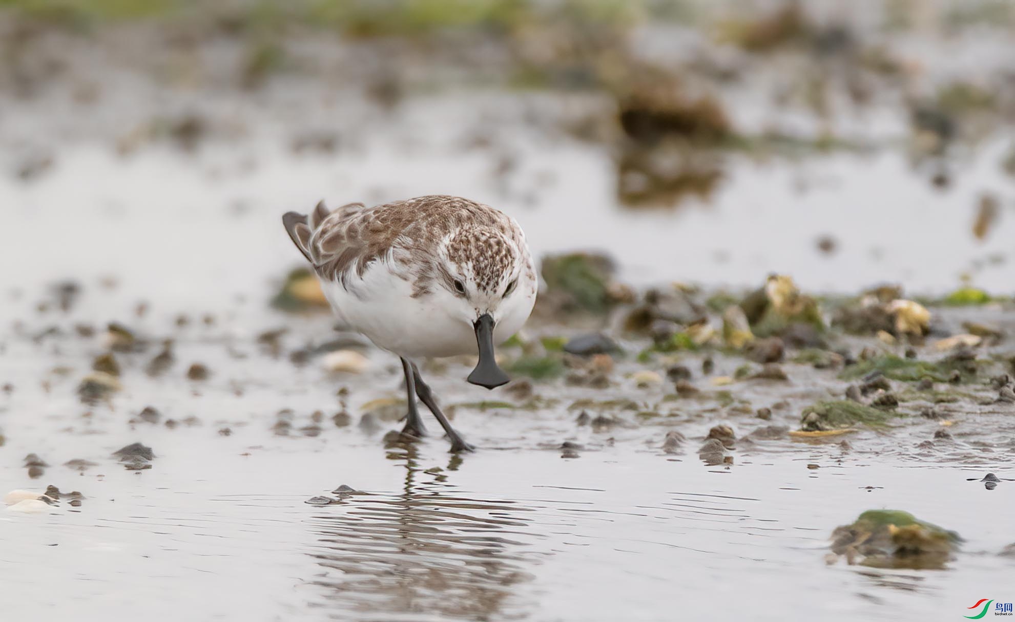 DSC_3676 ����.jpg