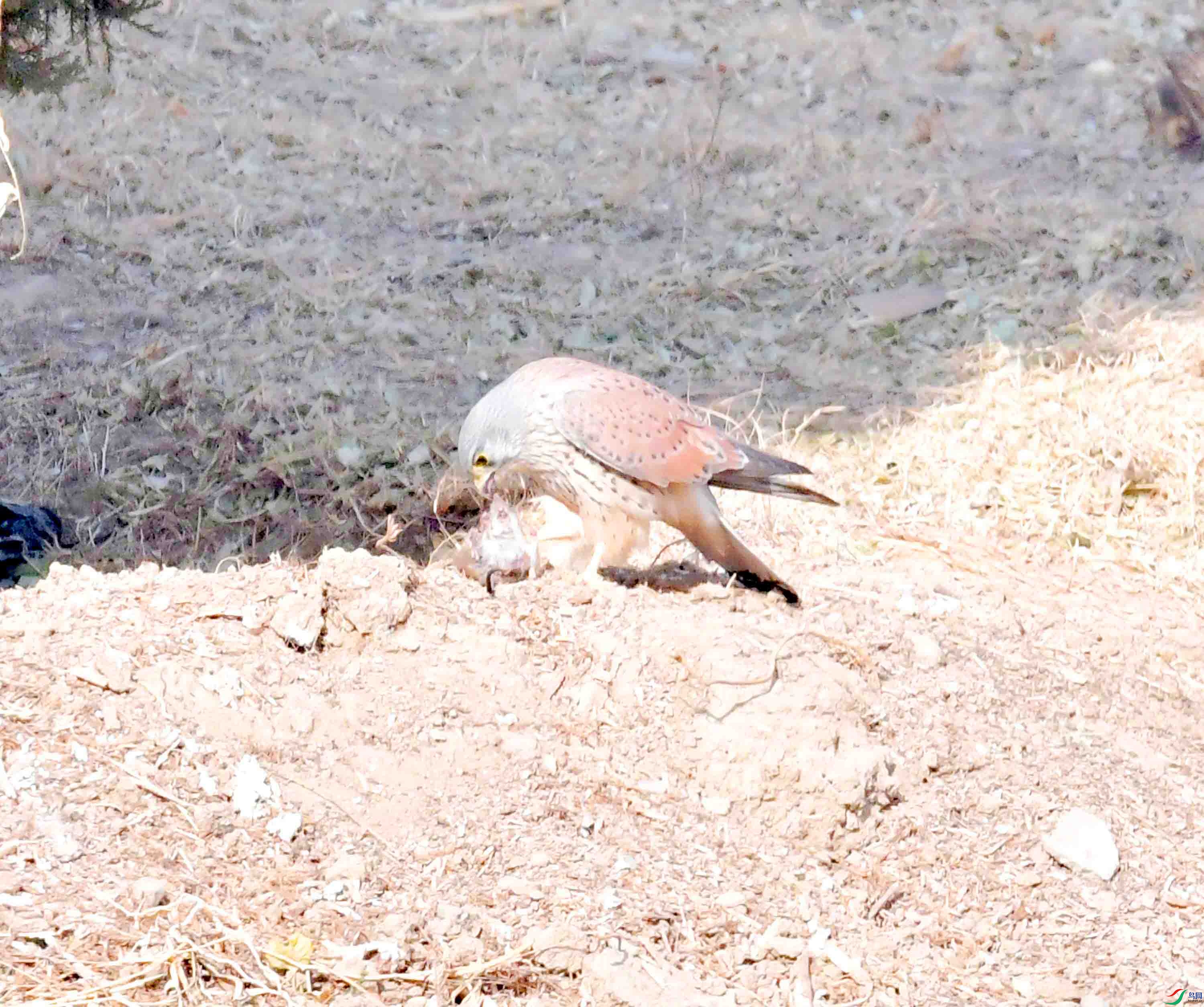 DSC_5823.JPG