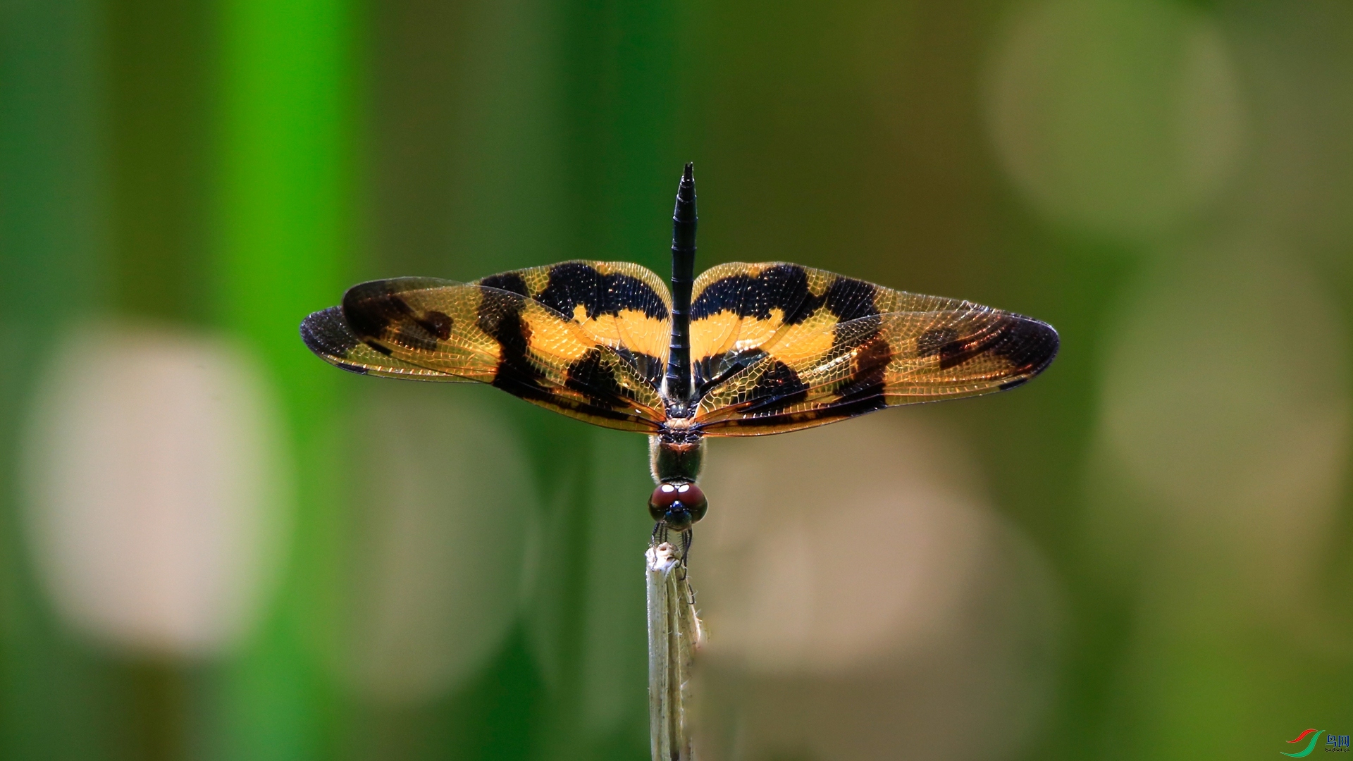 _F8A0601b_����.jpg