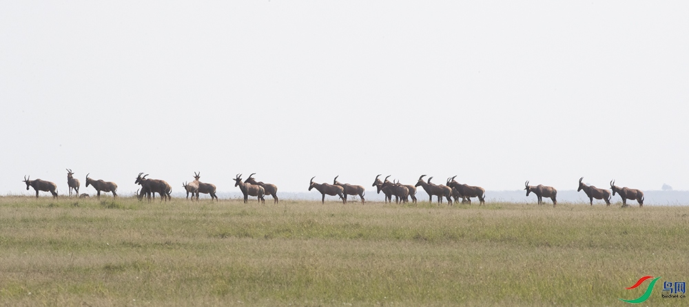 ���� (2).jpg