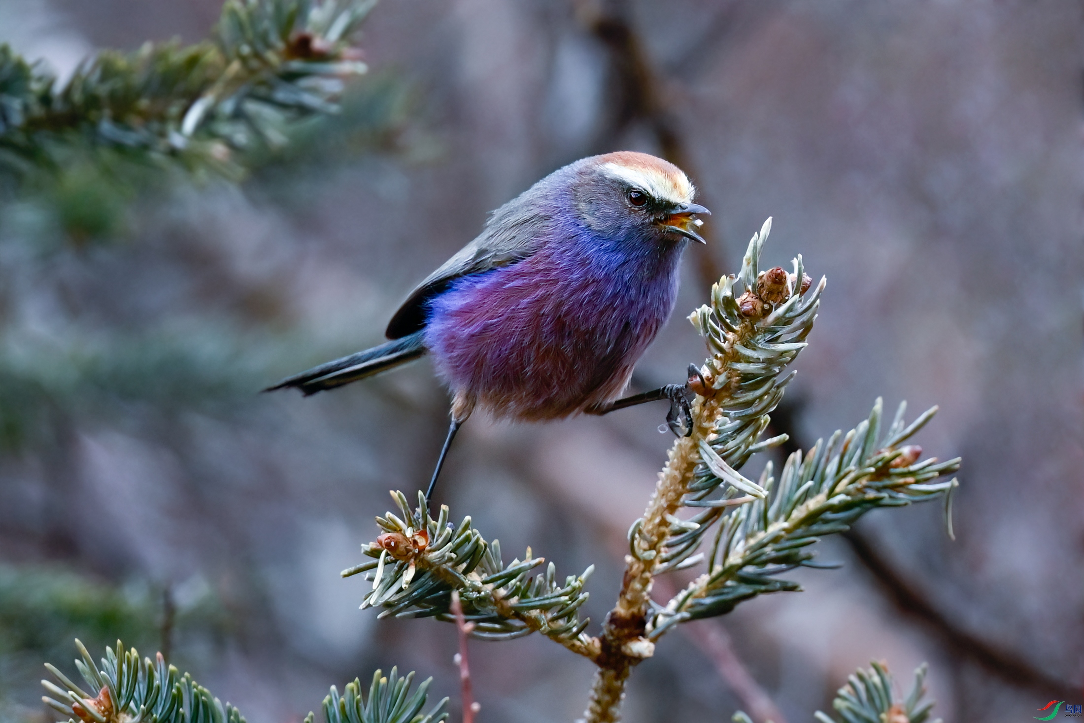 _DSC8931x.jpg