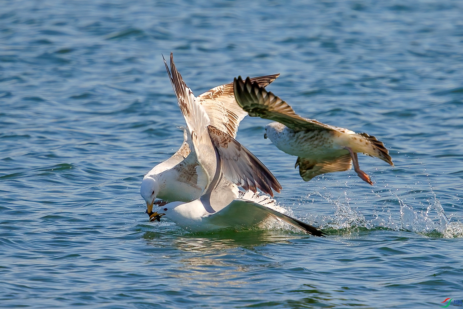 BH8I8652 ����.jpg