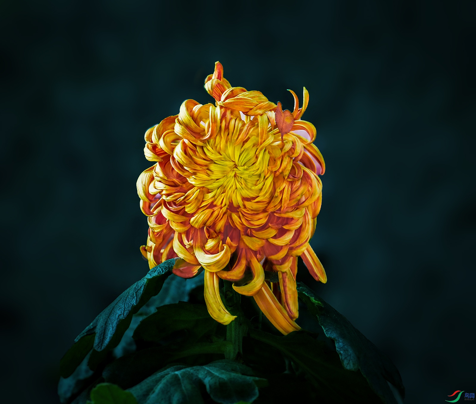 0000583A0401 ��ɲ����1000k.jpg