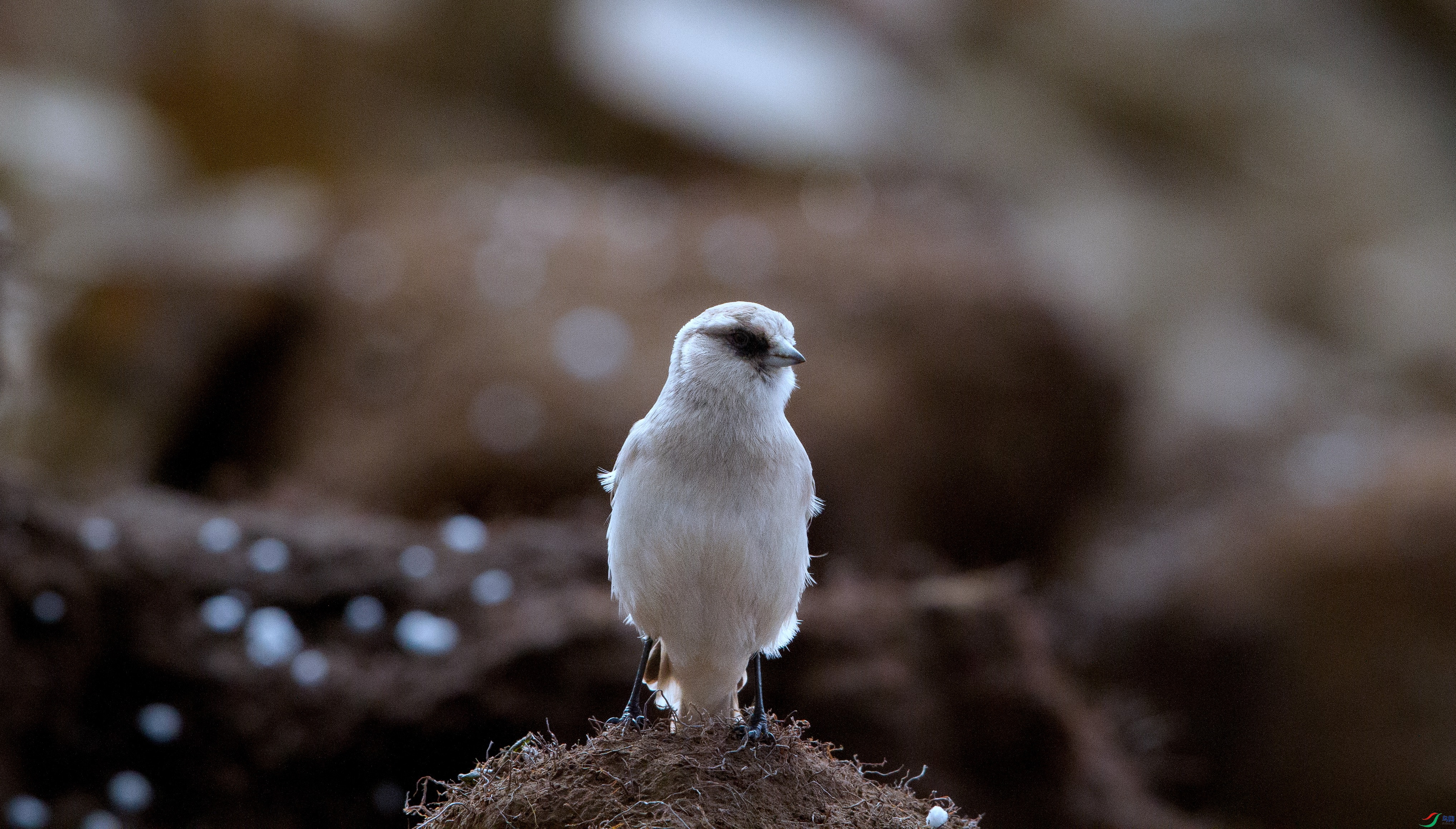 ����ѩȸ - ����.jpg