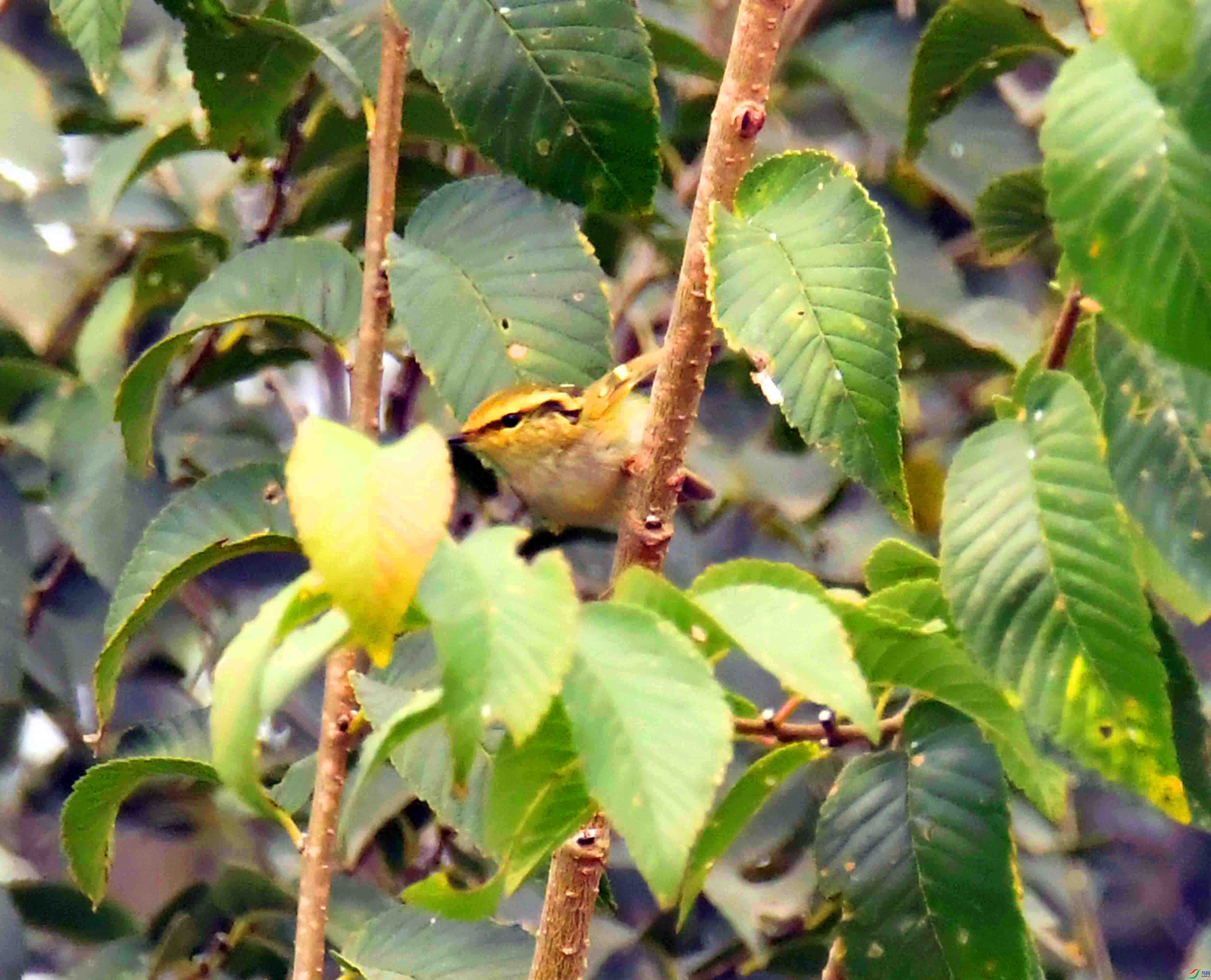 DSC_9535.JPG