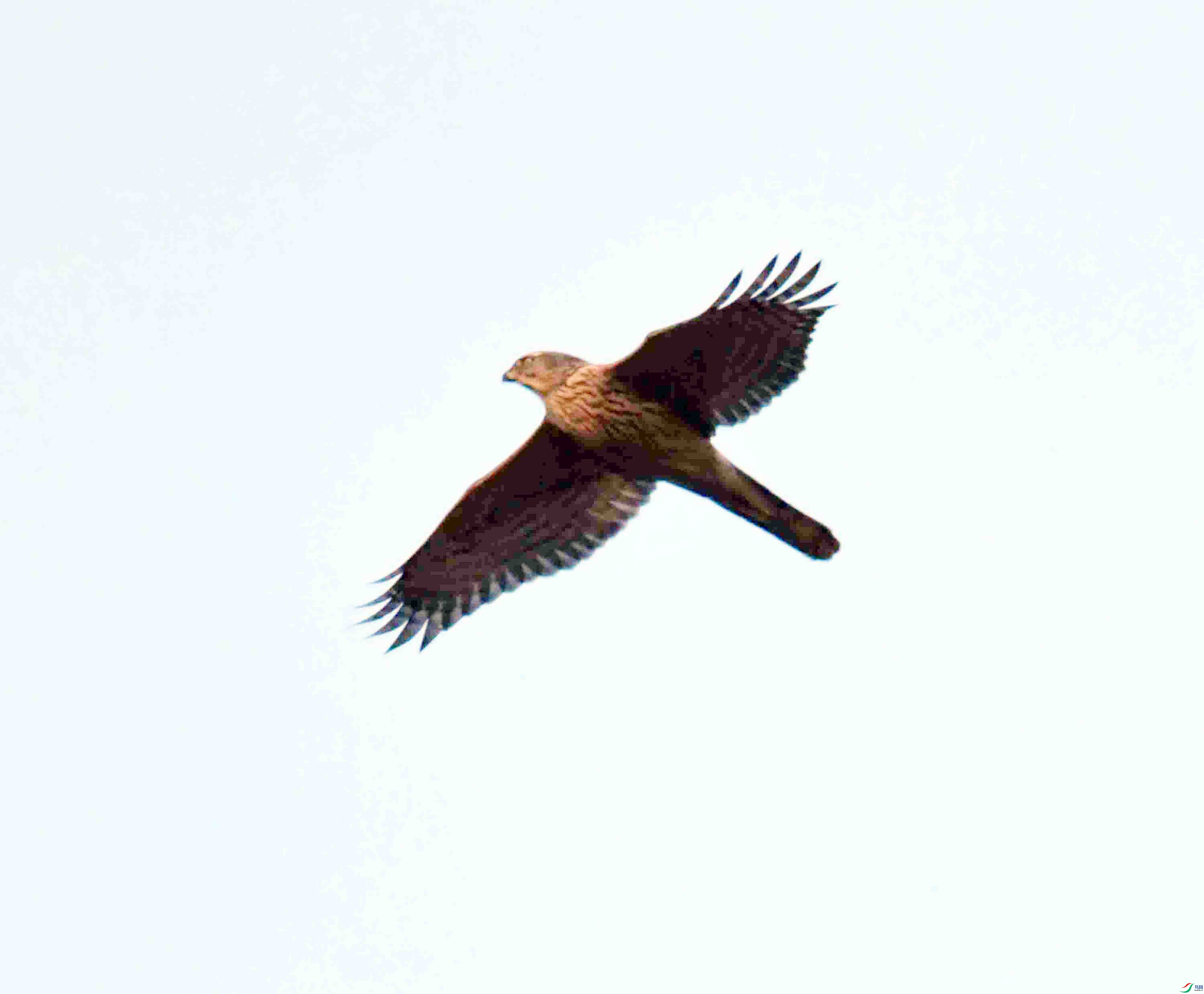 DSC_6331.JPG