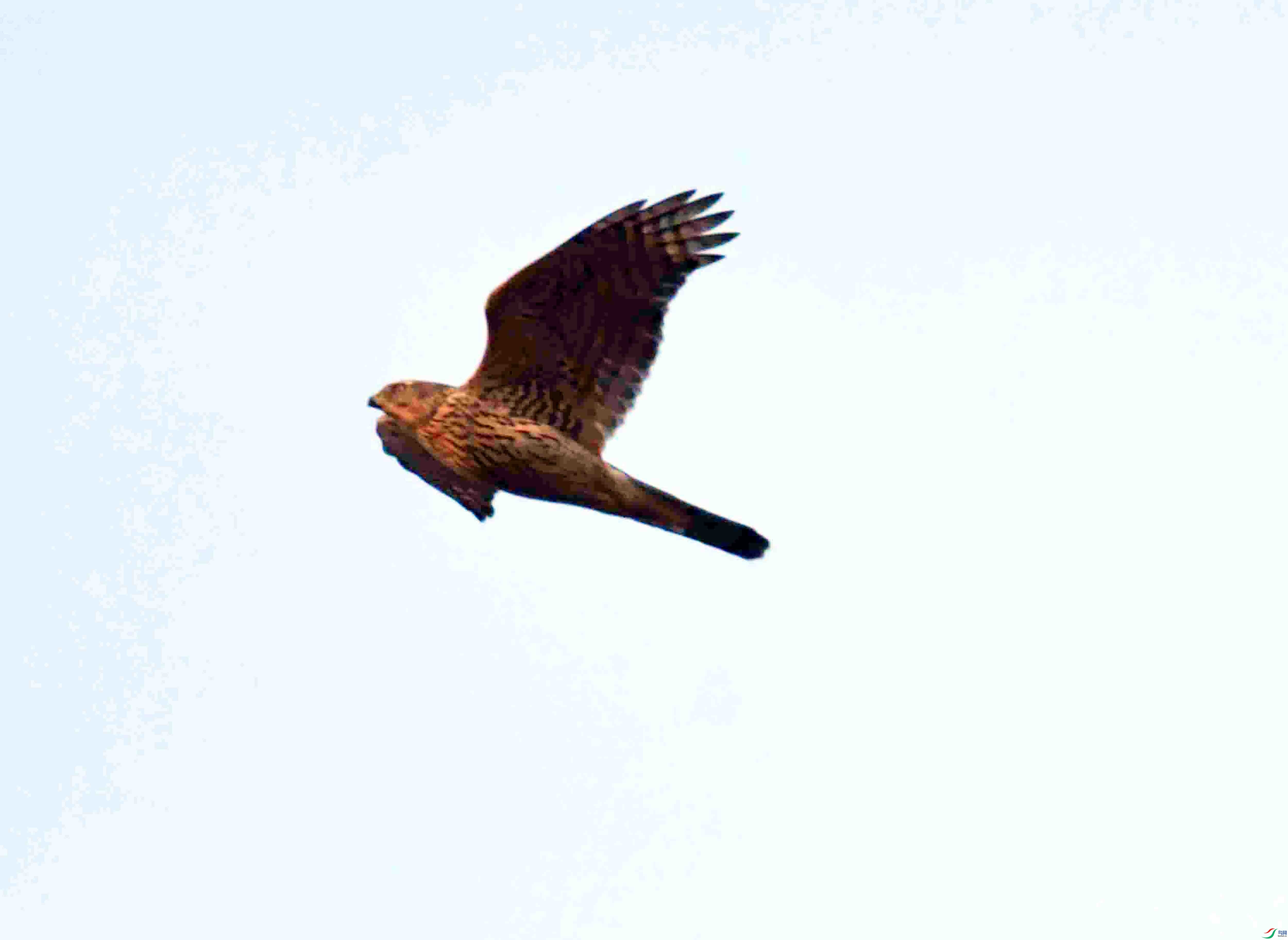 DSC_6337.JPG