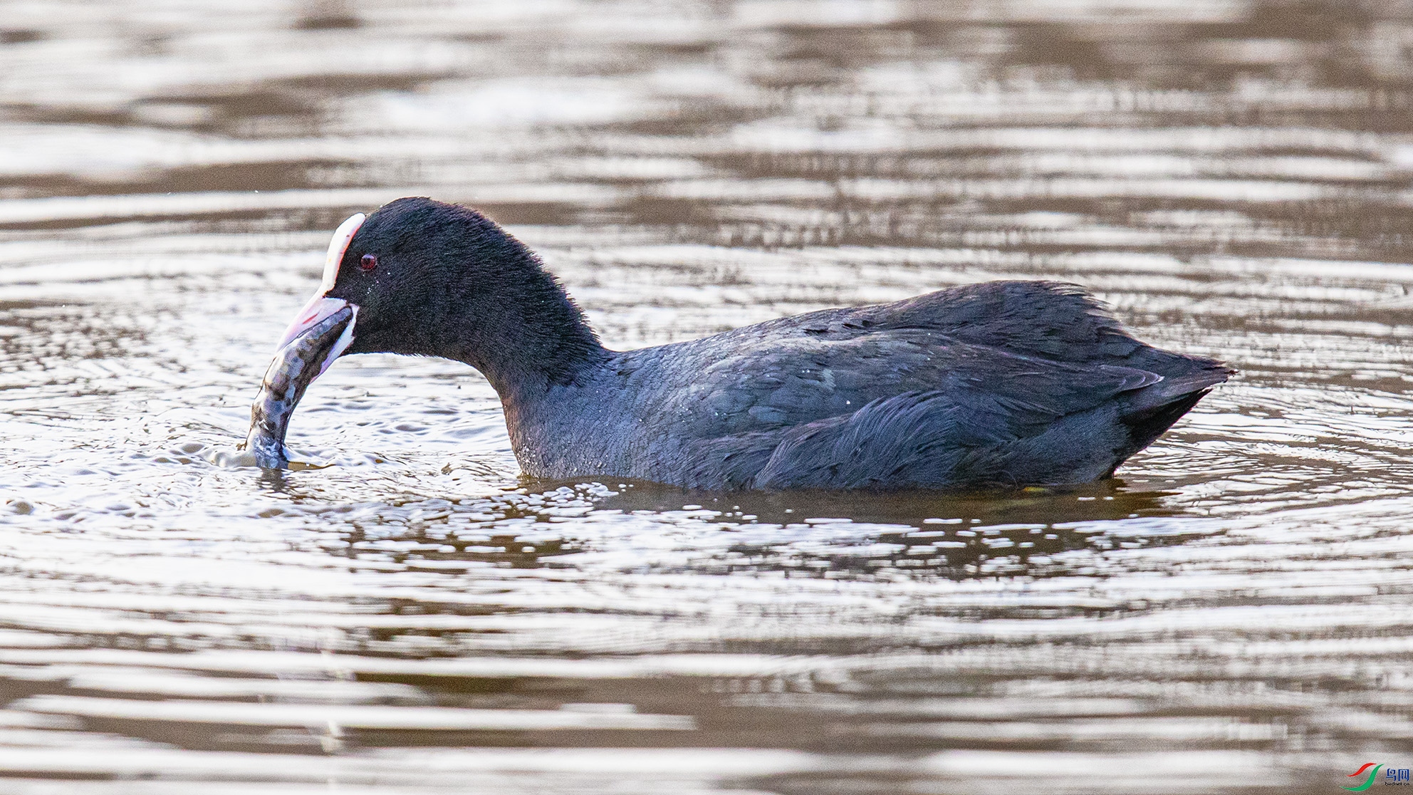 _90I4682 ����.jpg