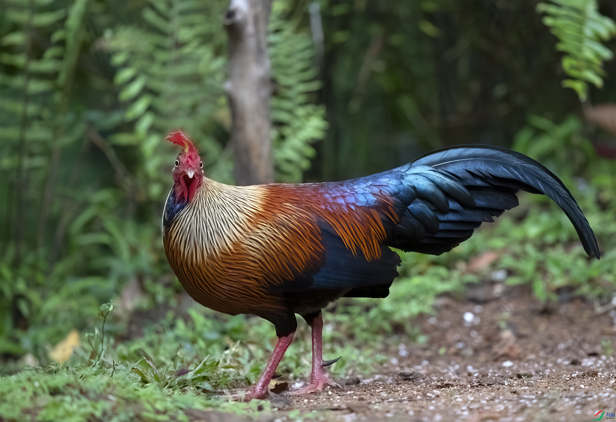 AC3I0268-����ǿ-NR ����.jpg