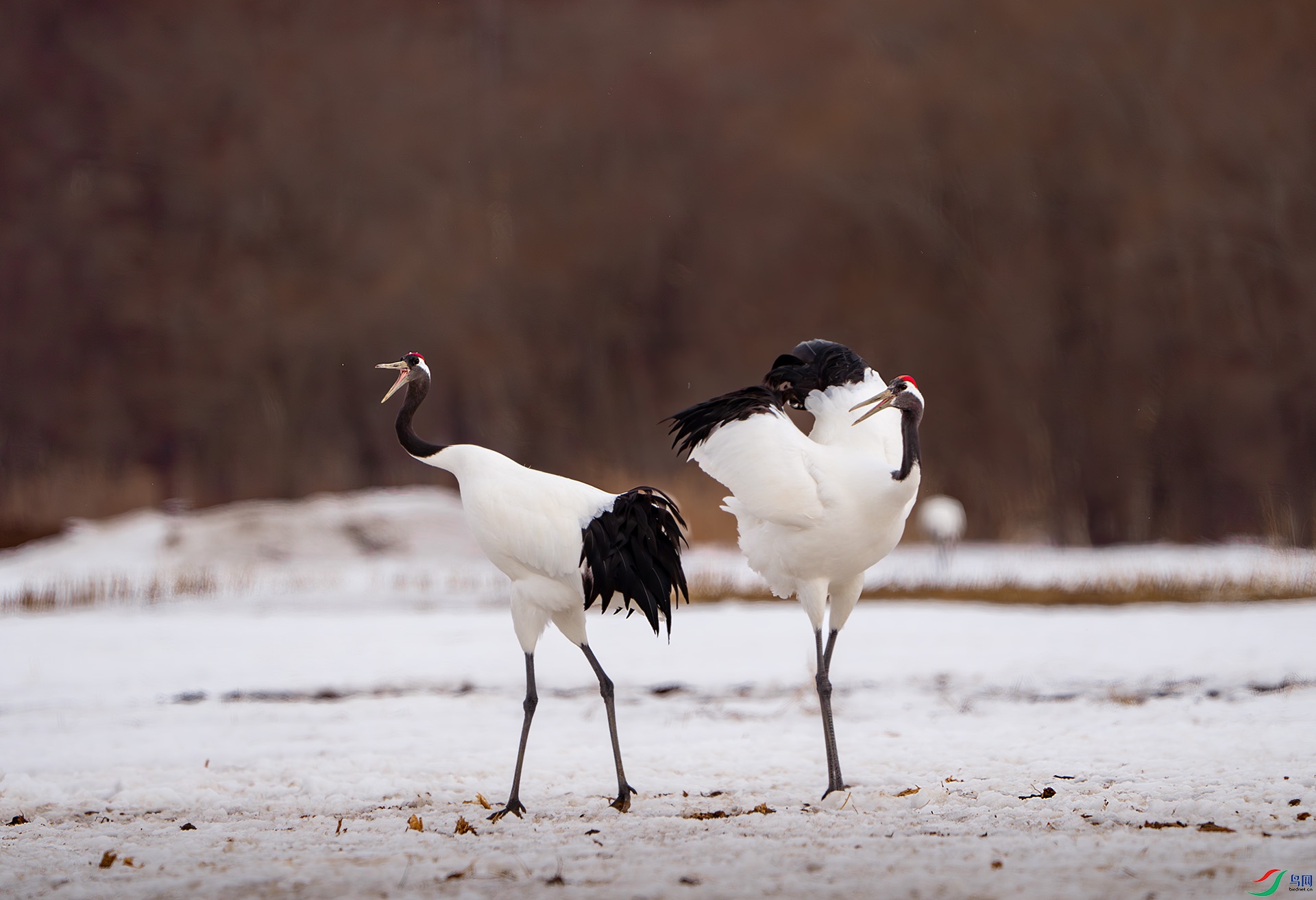 _DSC6048-����ǿ-NR ����.jpg