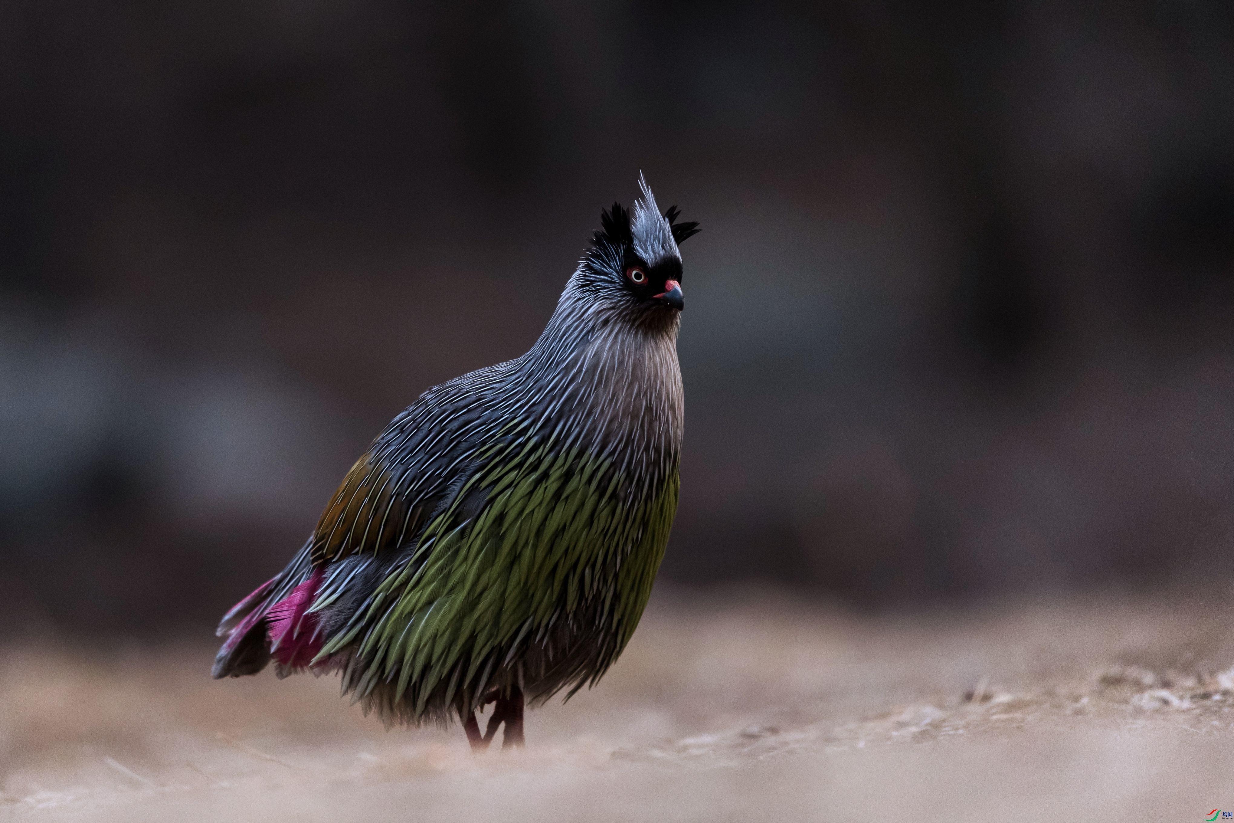 7X5A0135 ���� - ����.jpg