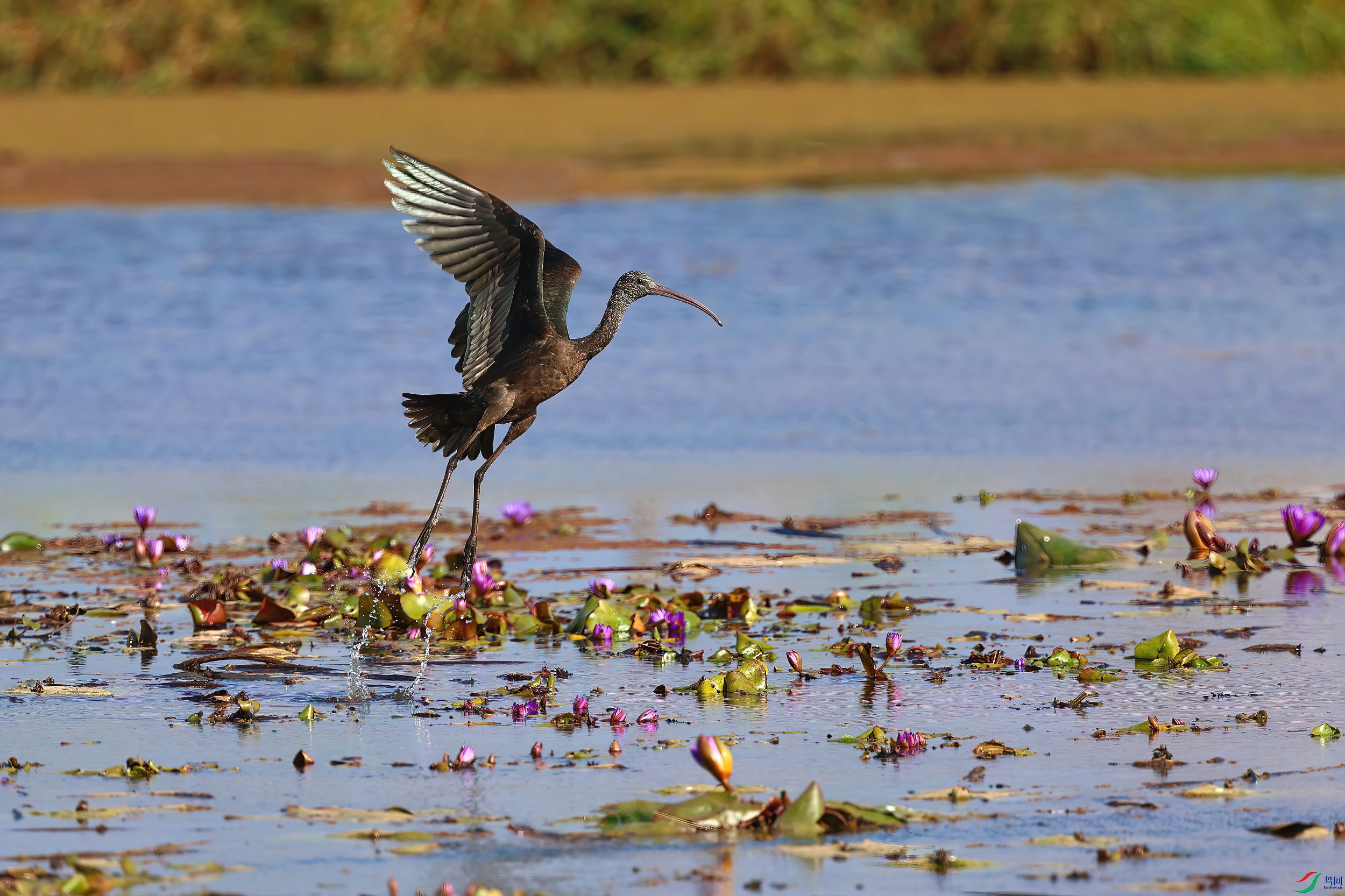 �������q��