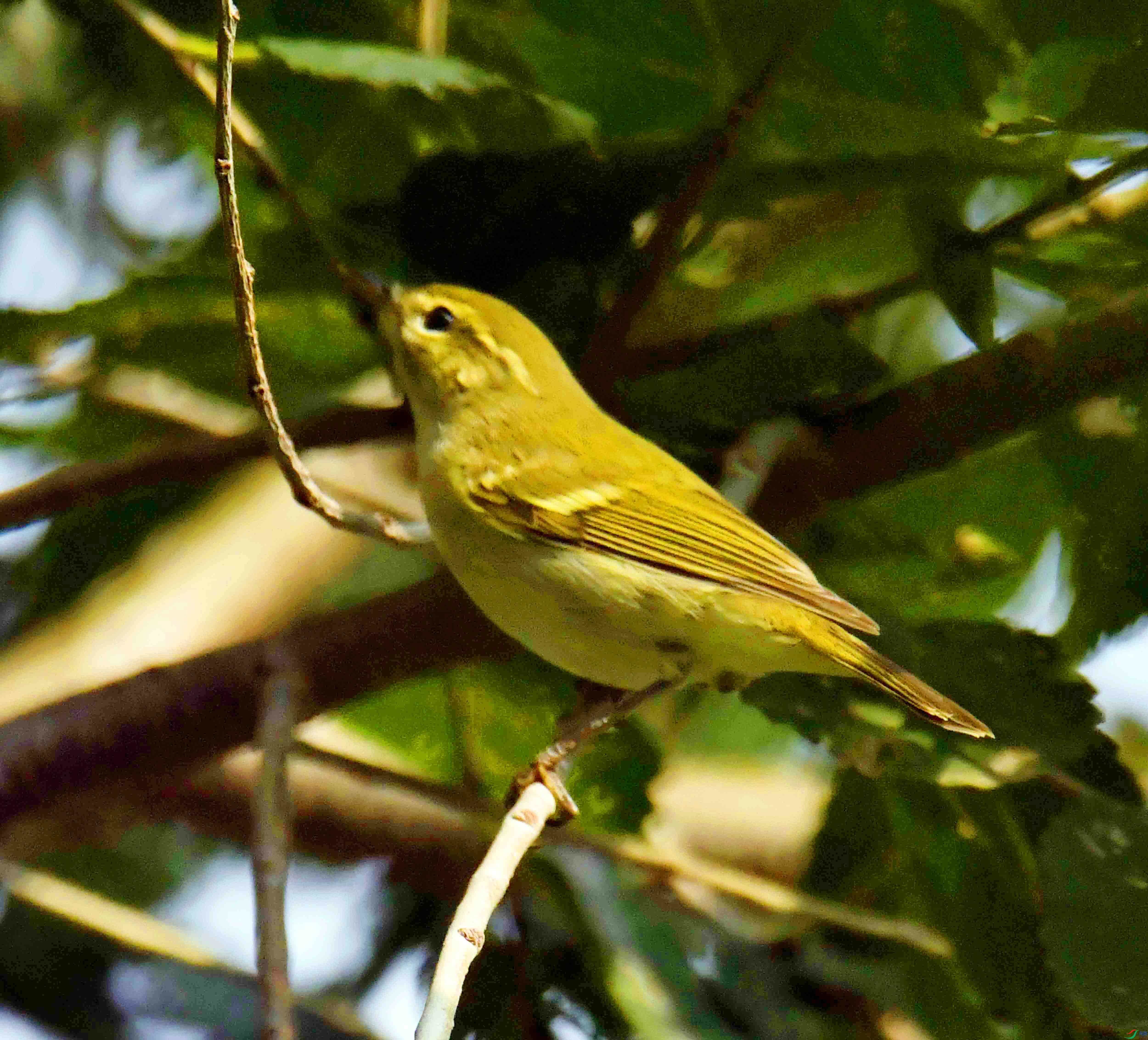 DSC_4267.JPG