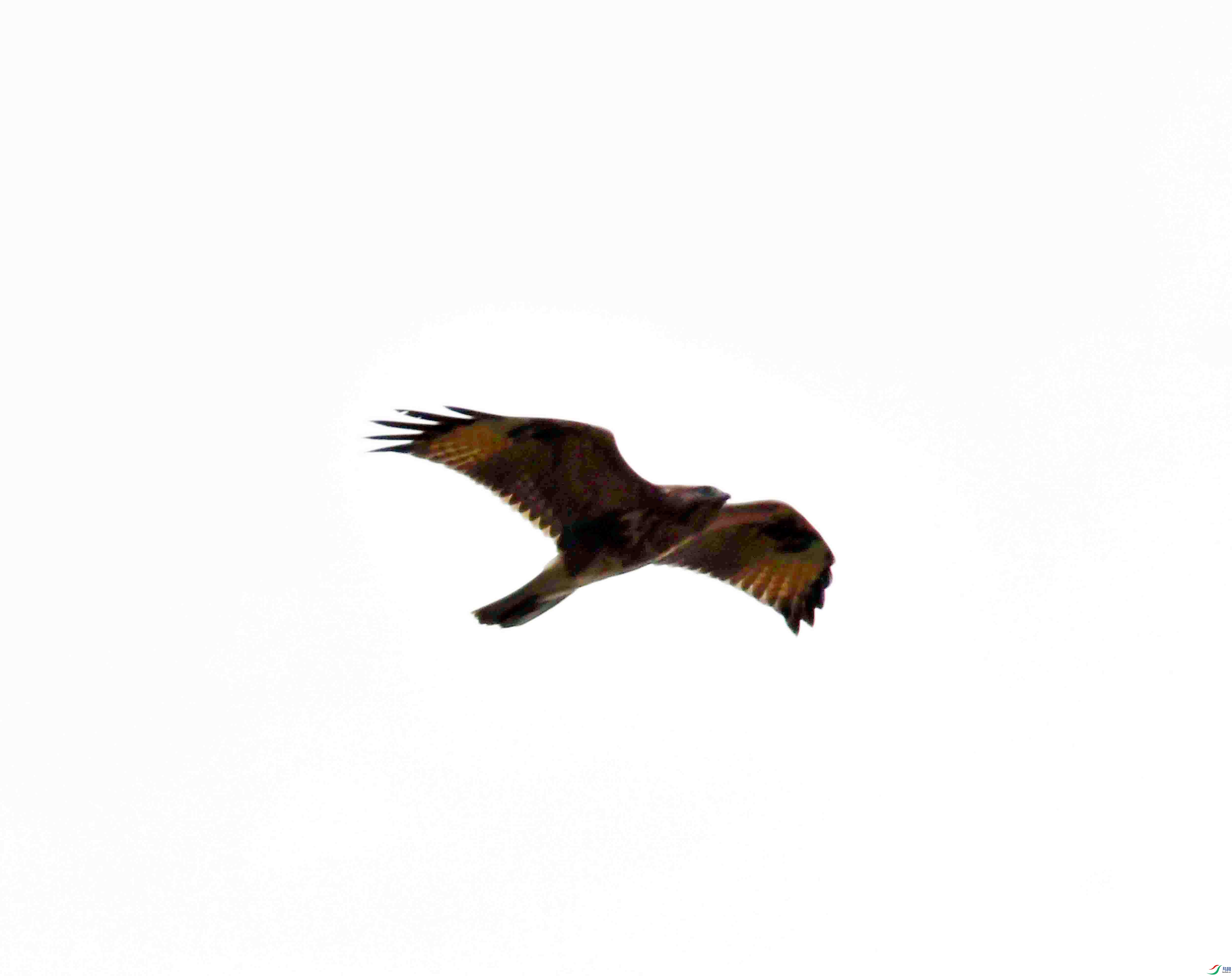 DSC_7994.JPG