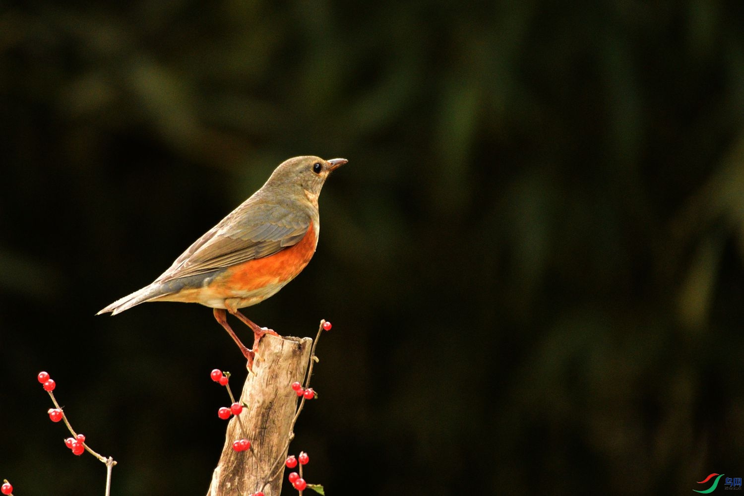 DSC_1240.JPG