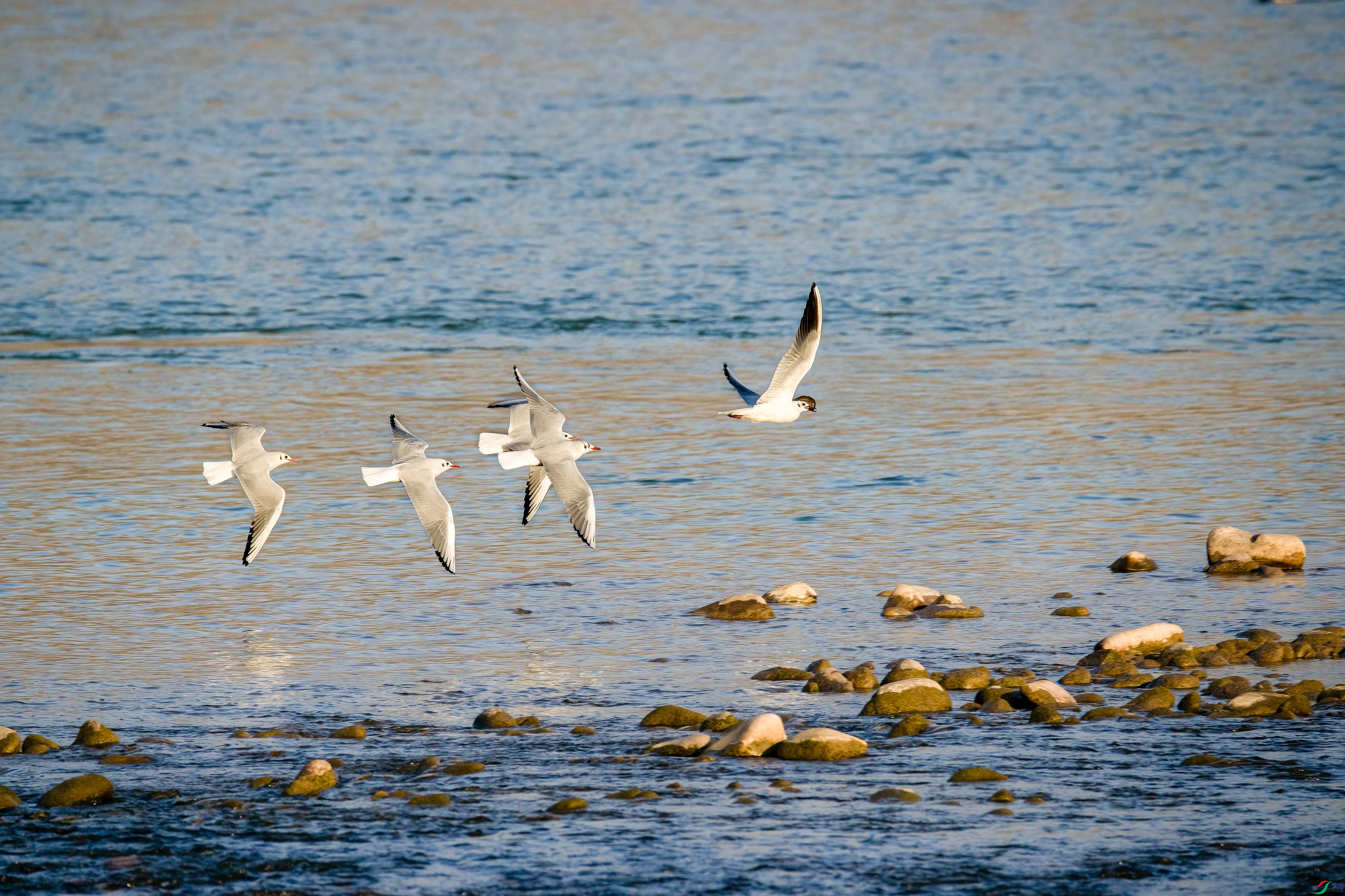 DSC_2136.jpg