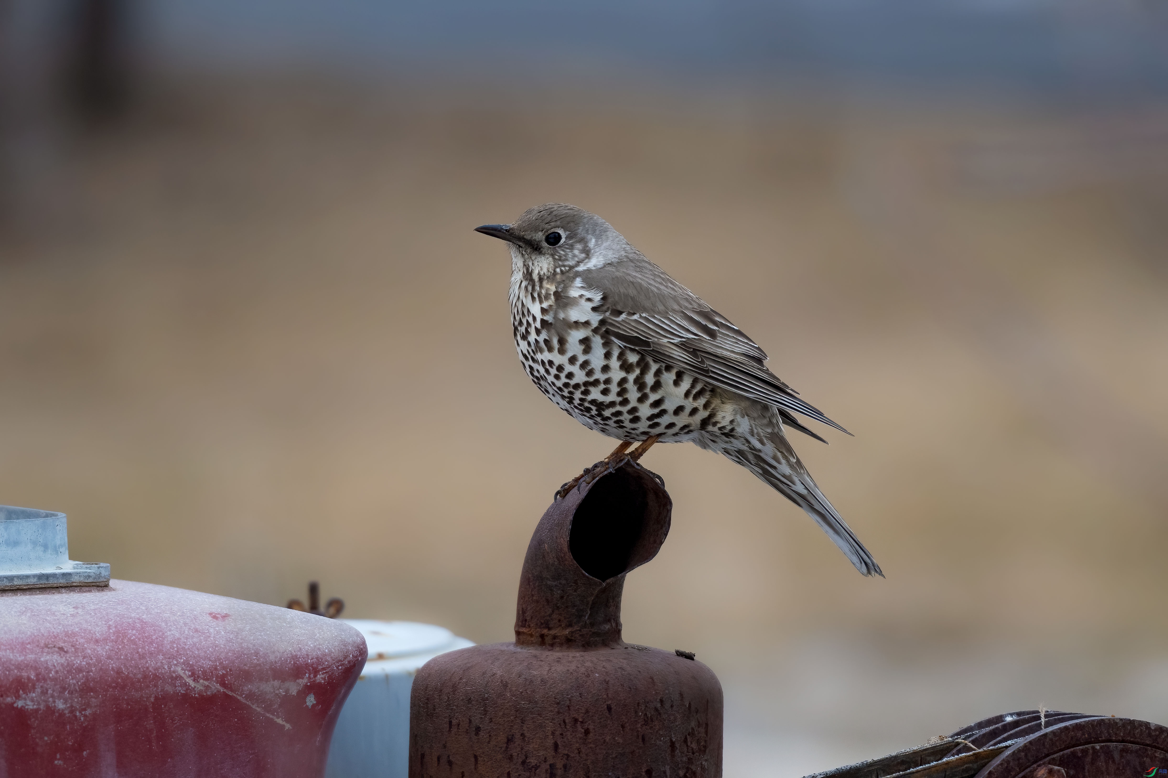 DSC_6560.jpg