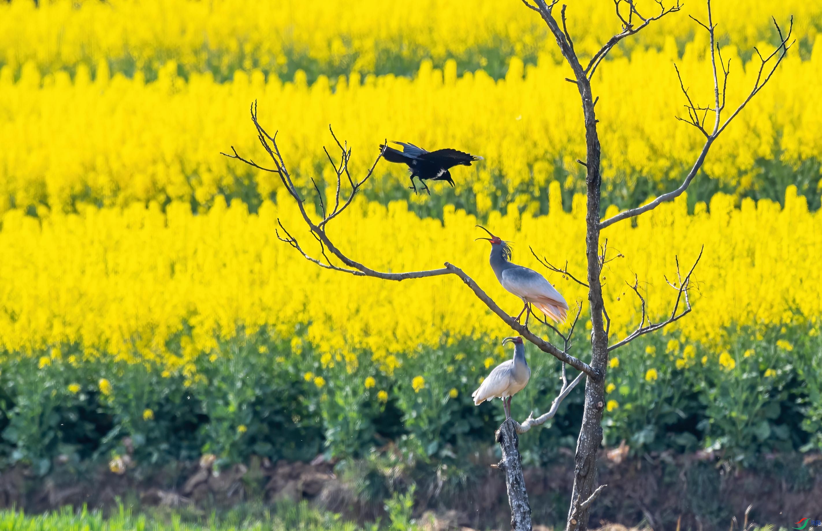 DSC_4435 ����.jpg