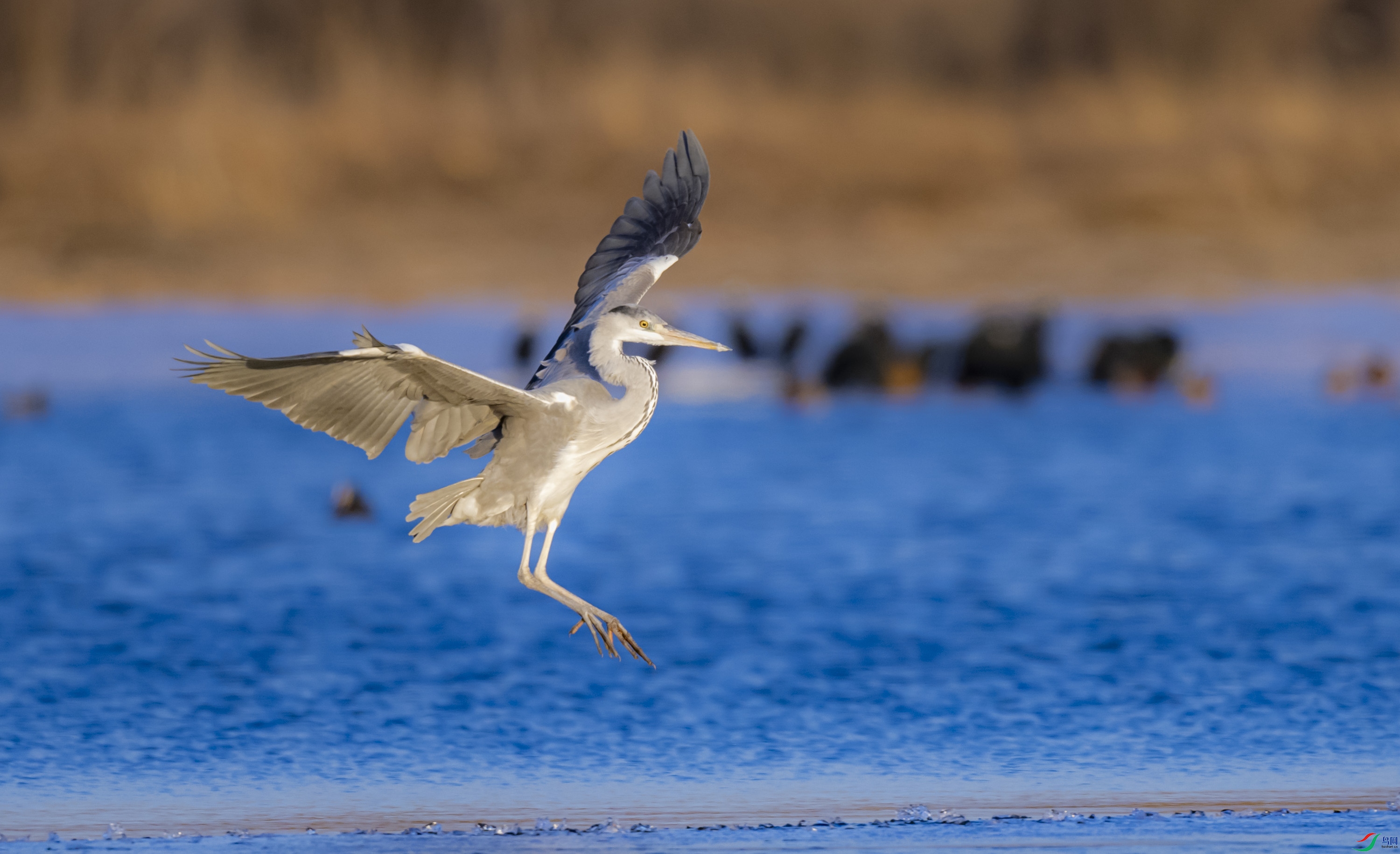 ���س���