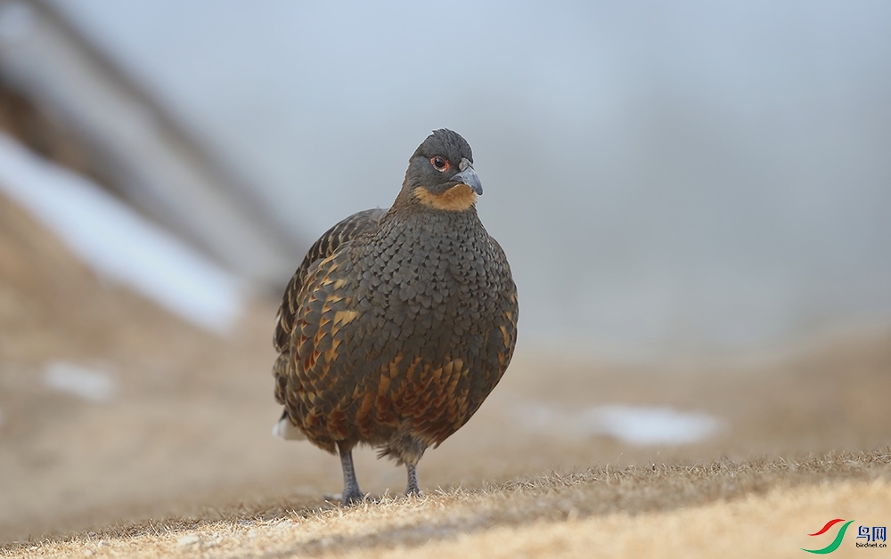 �Ĵ����� (2).JPG