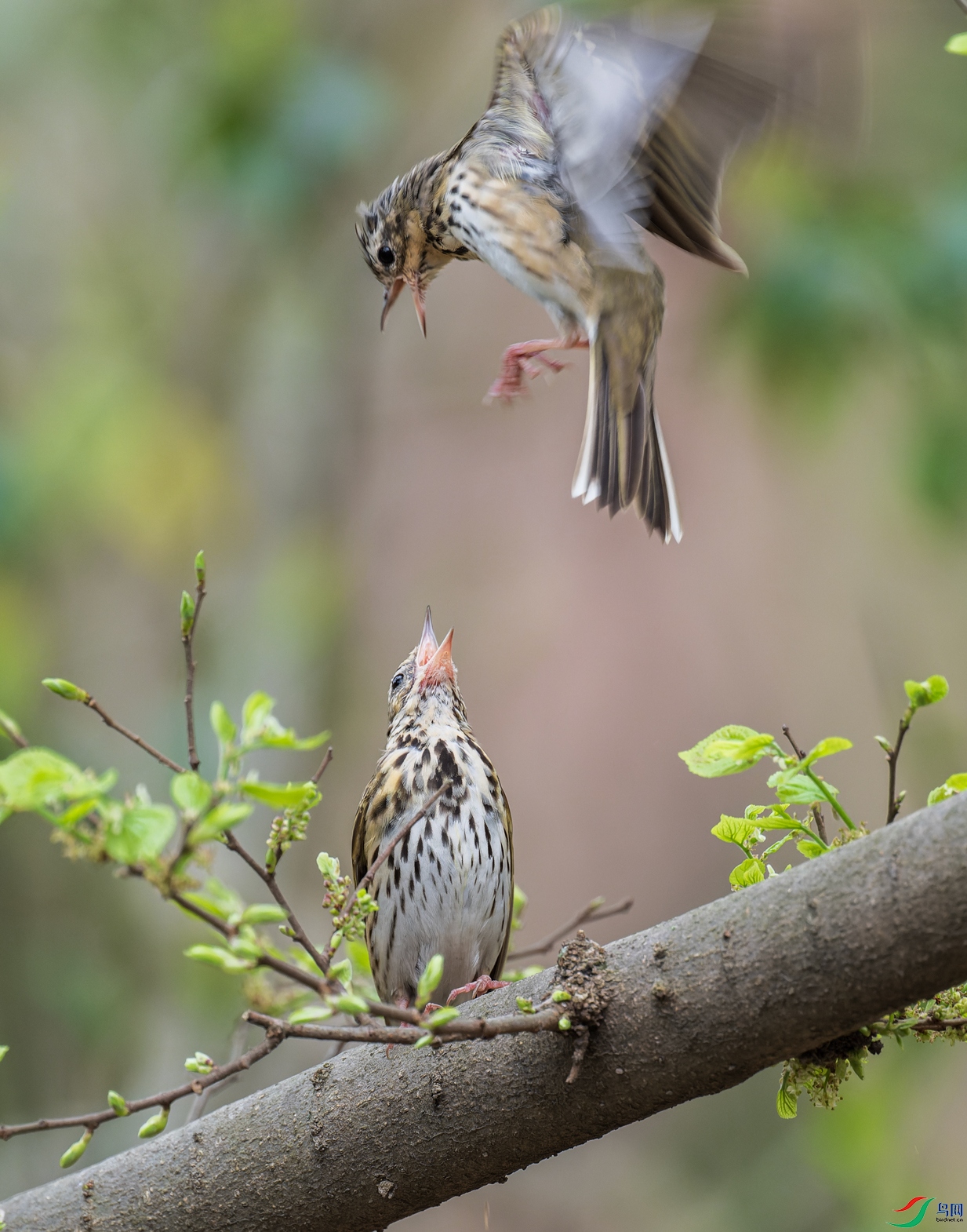 _DSC9332-NEF_DxO_DeepPRIME.jpg