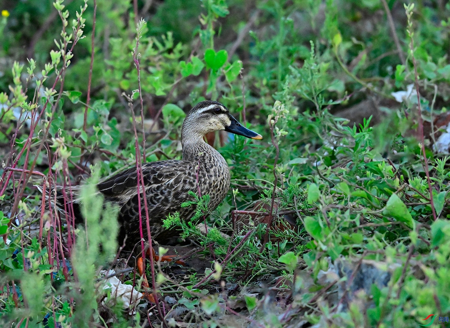 _DSC5302f.jpg