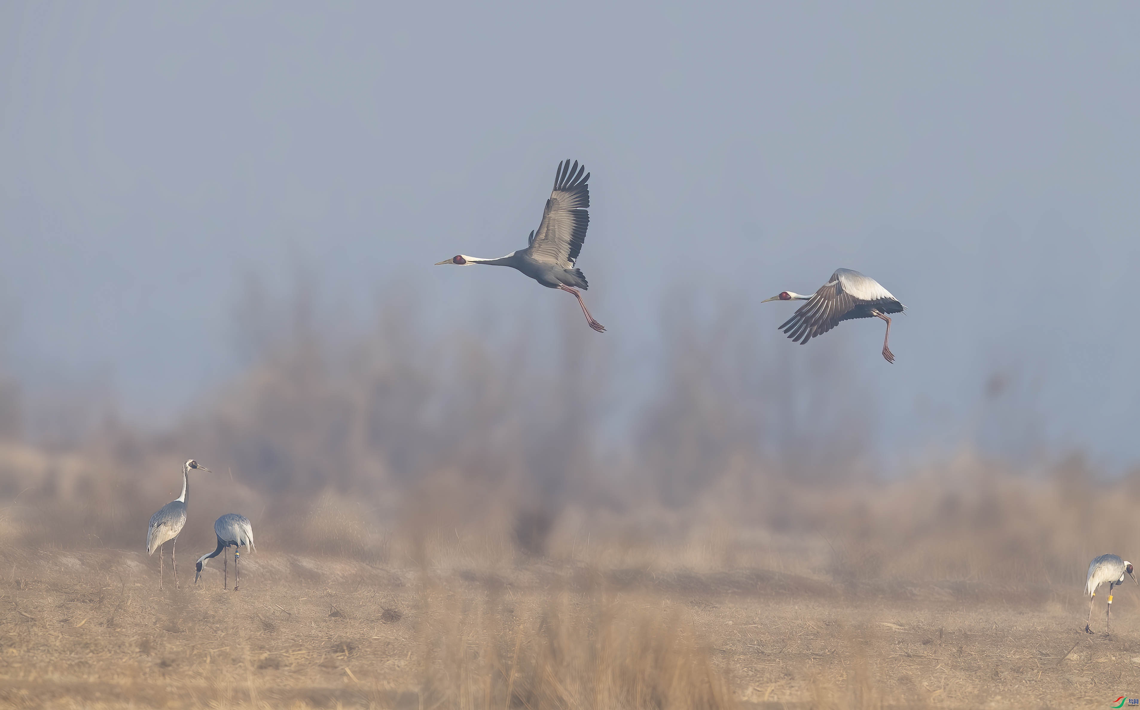 DSC_5564 ����.jpg