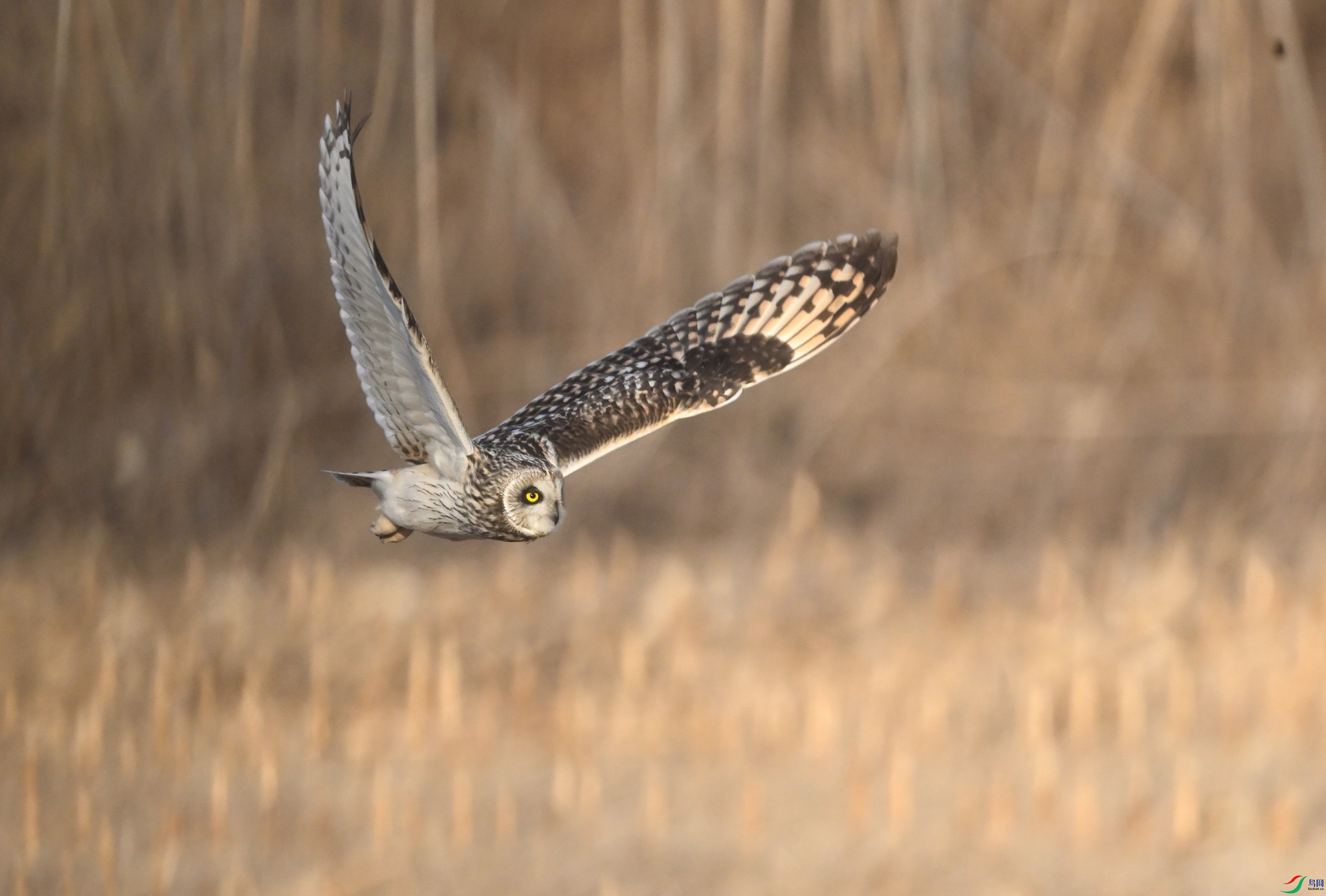 DSC_4630.JPG