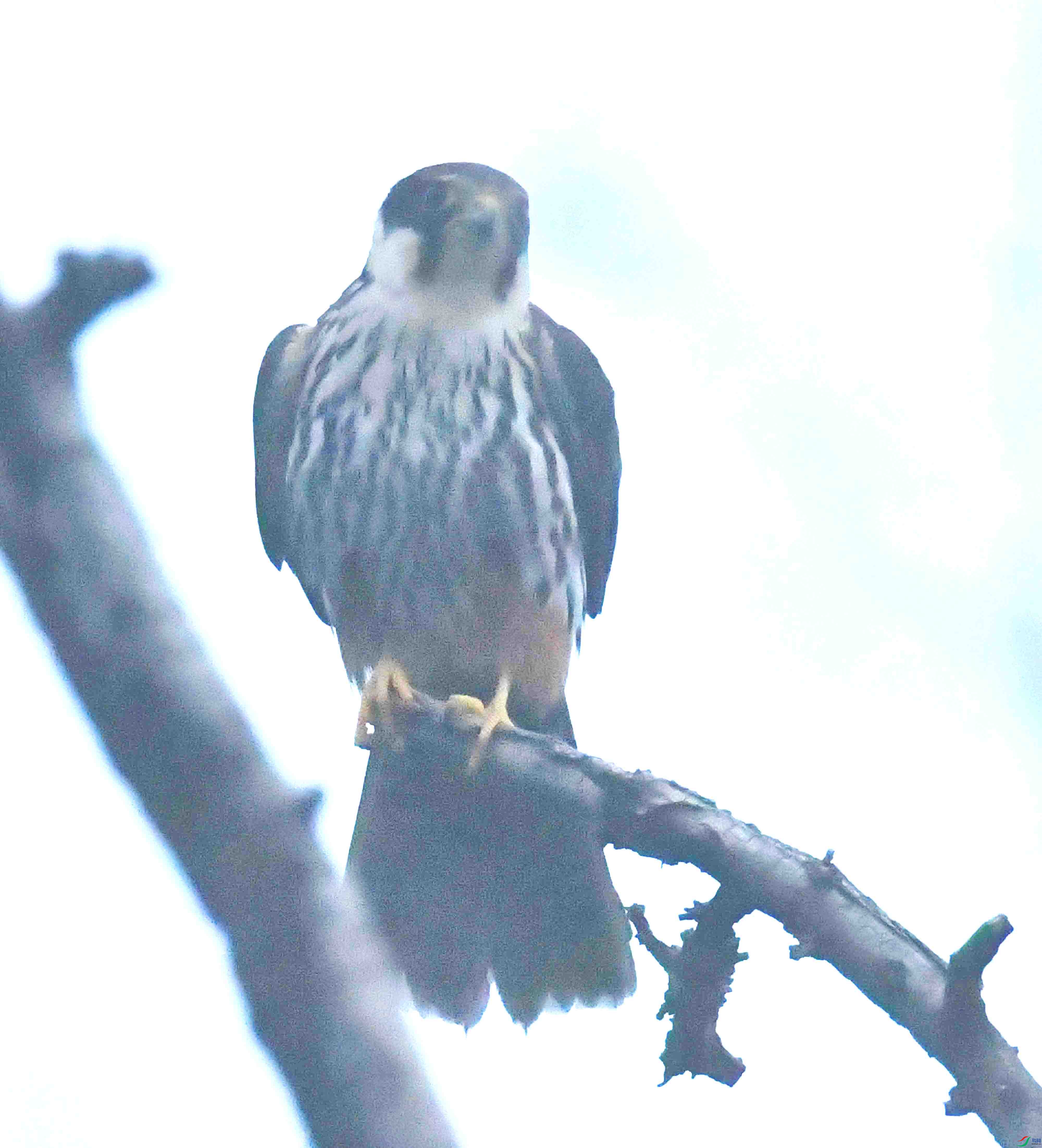 DSC_4952.JPG