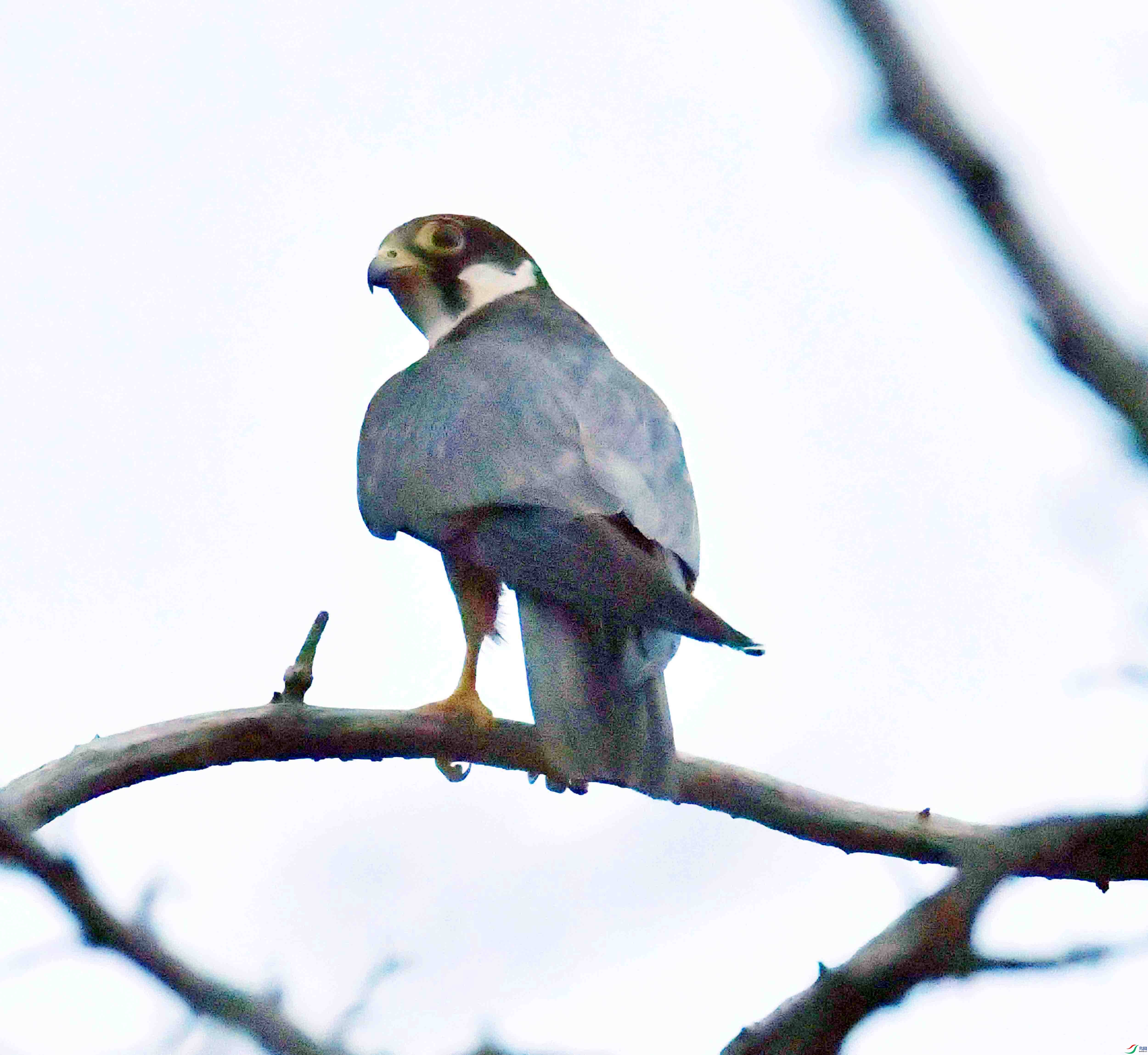 DSC_4950.JPG