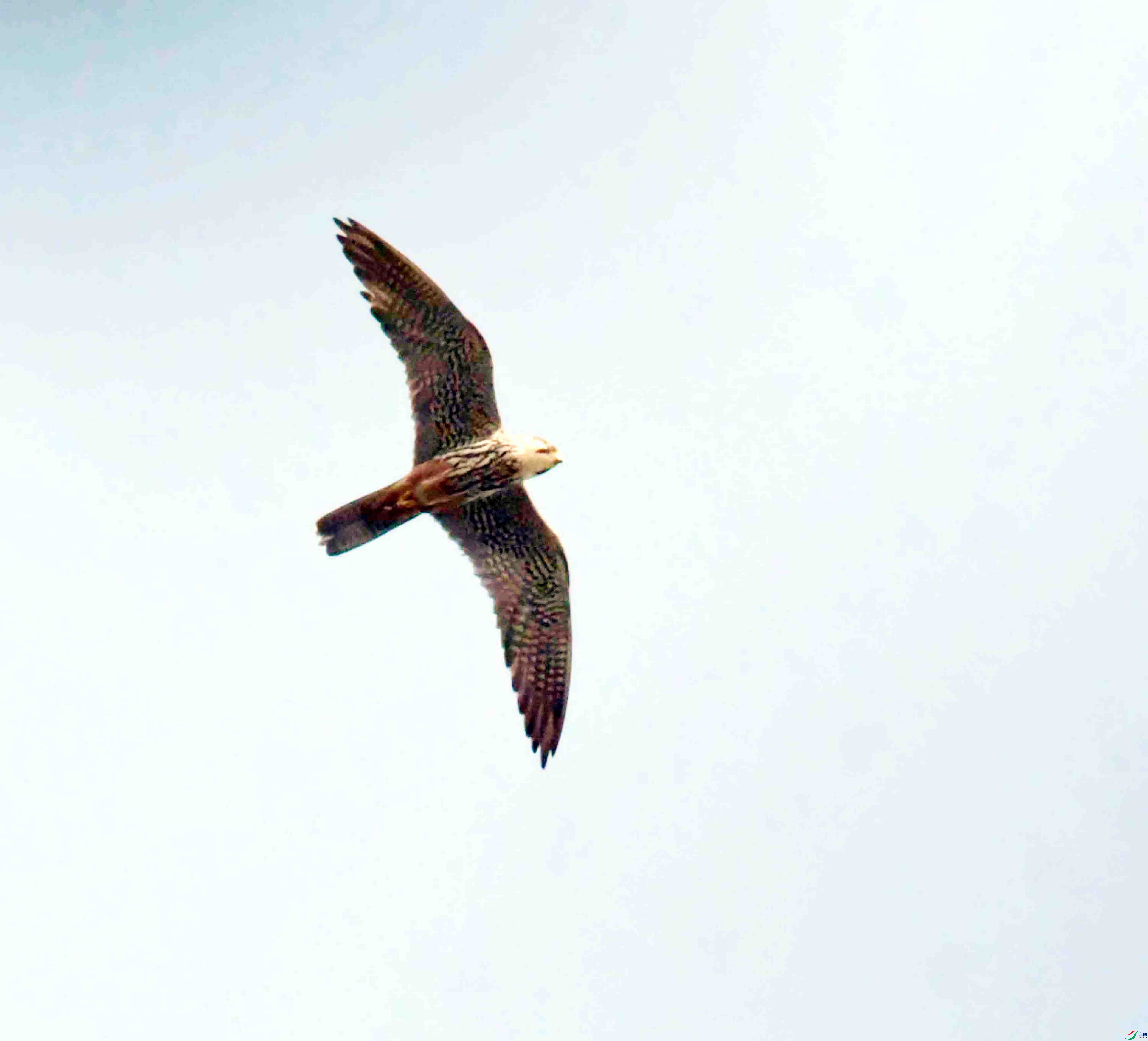 DSC_7336.JPG