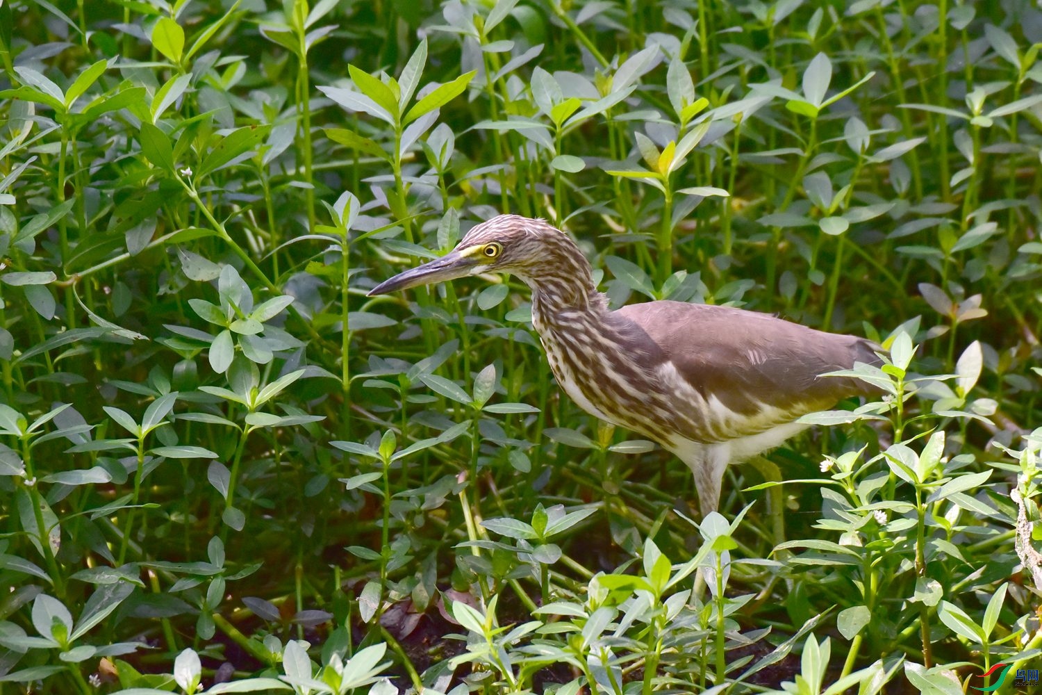 DSC_1084.JPG