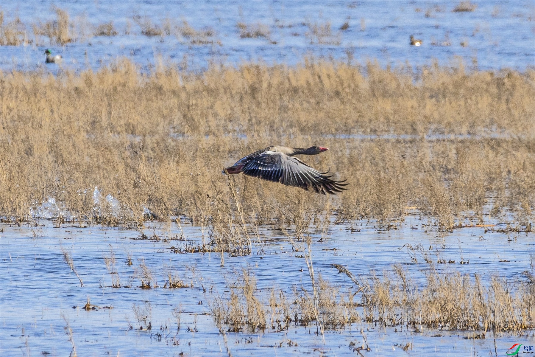 1K3A0248 ����1.jpg