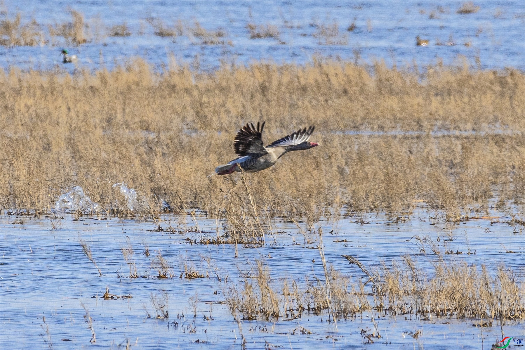 1K3A0247 ����1.jpg