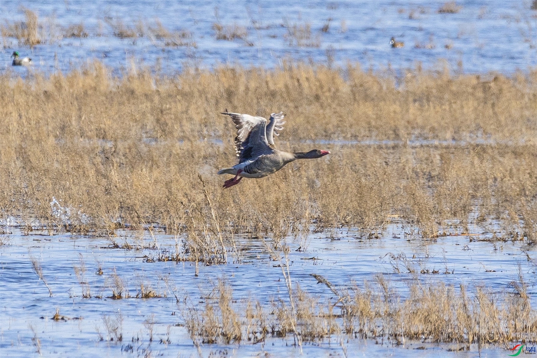 1K3A0249 ����1.jpg