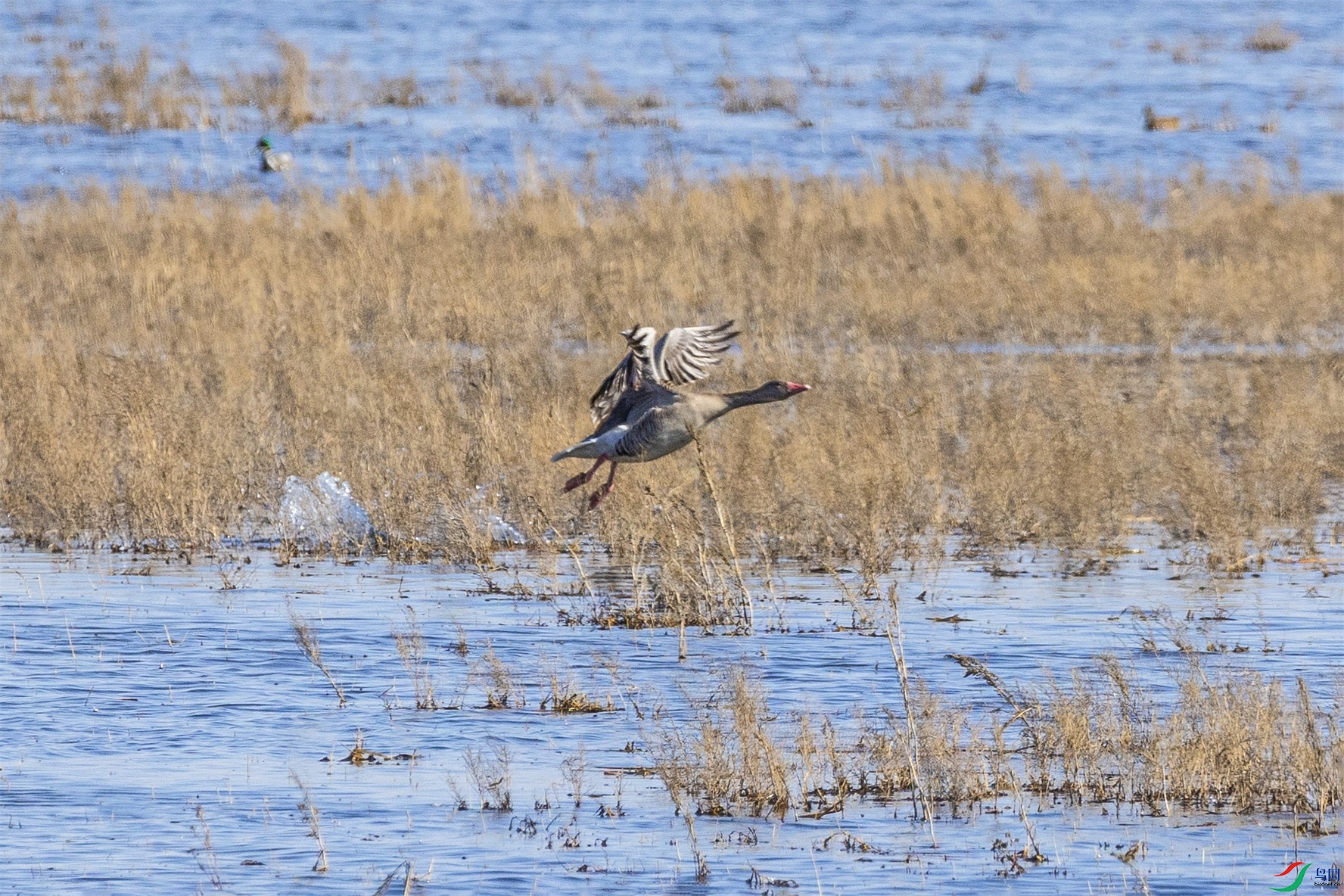 1K3A0245 ����1.jpg