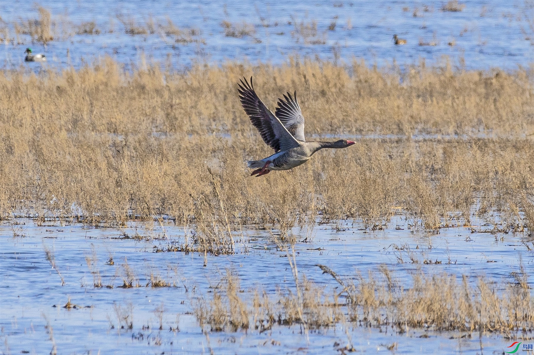 1K3A0250 ����1.jpg