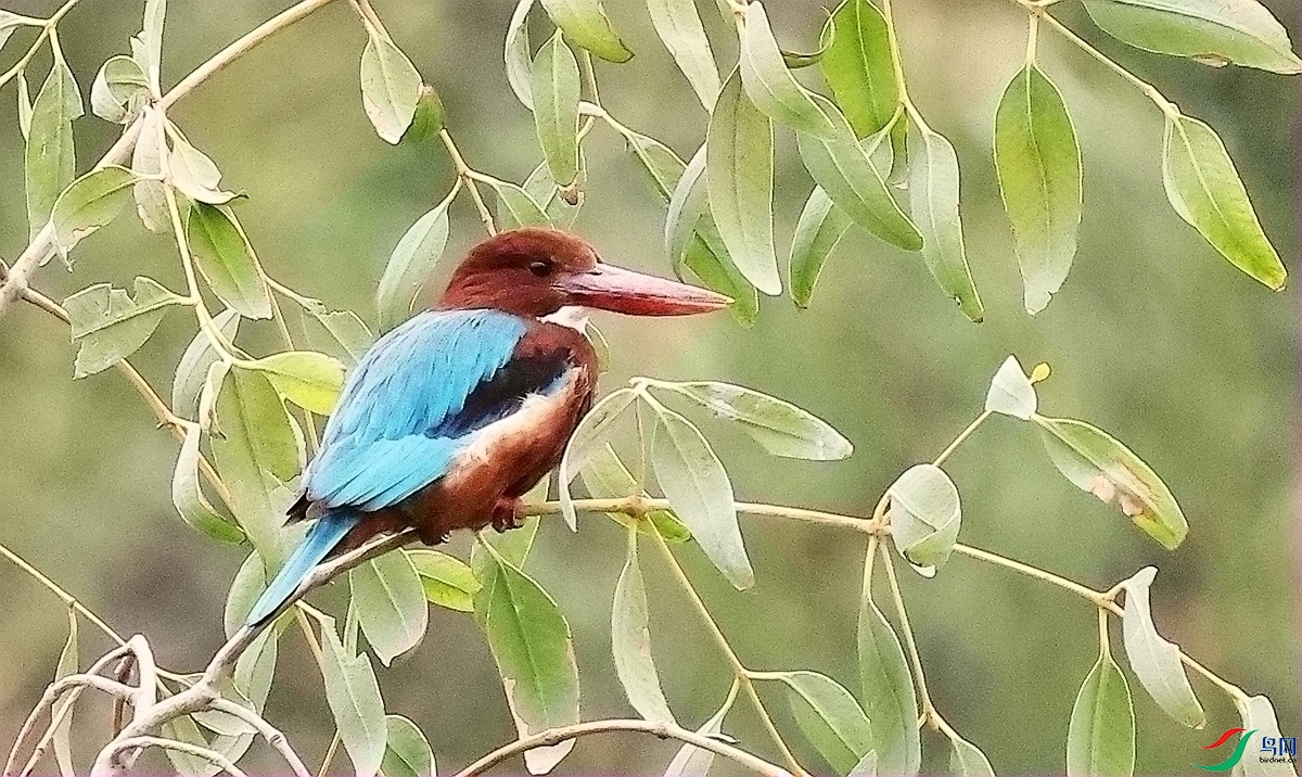 1P3A7842.JPG